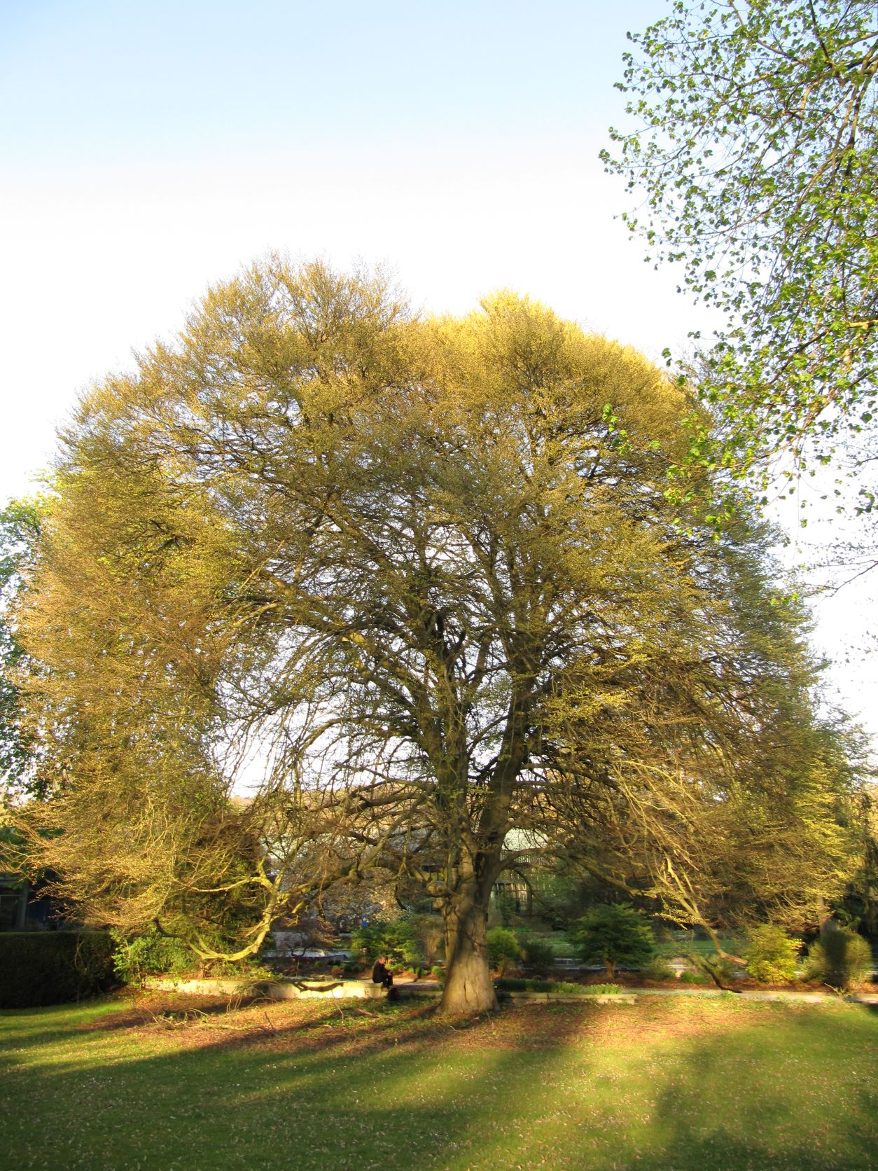 Fagus sylvatica 'Asplenifolia' - Bad Eilsen - April 2022