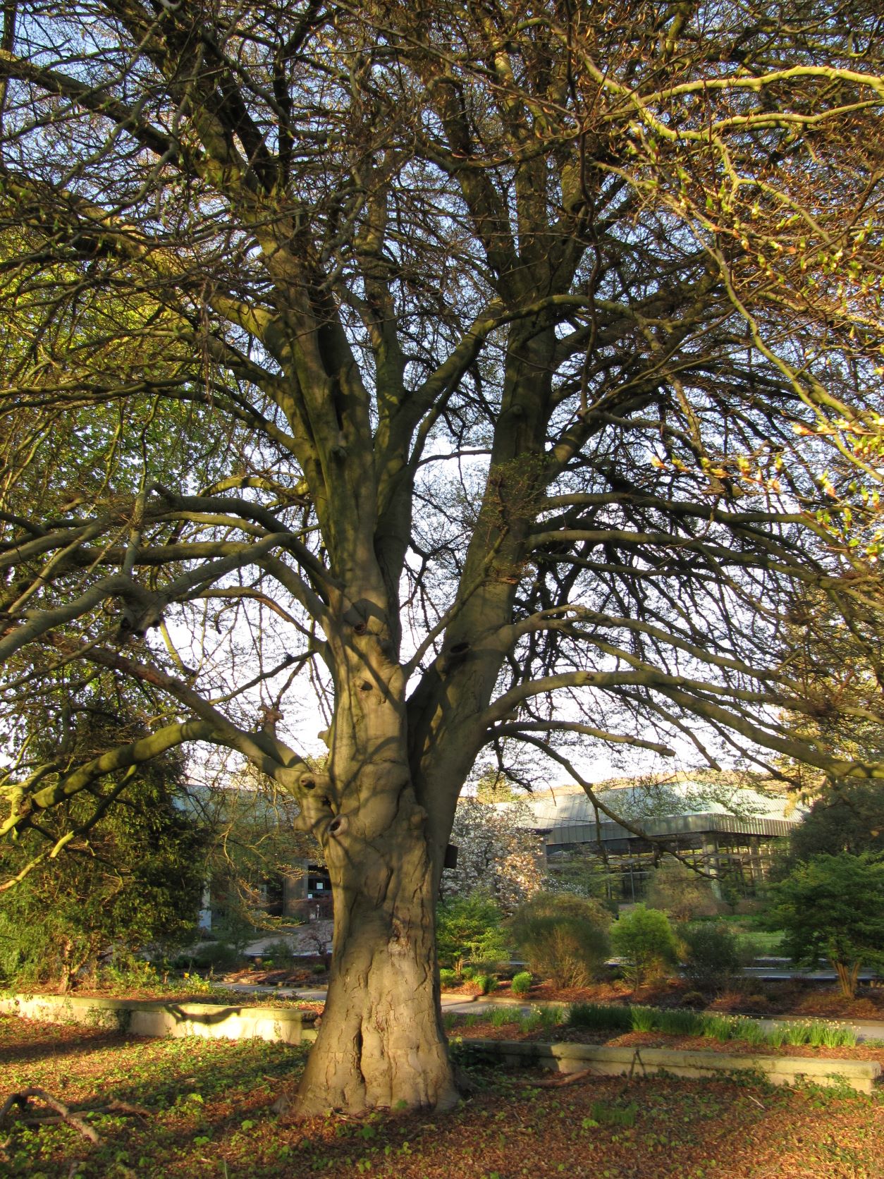 Fagus sylvatica 'Asplenifolia' - Bad Eilsen - April 2022