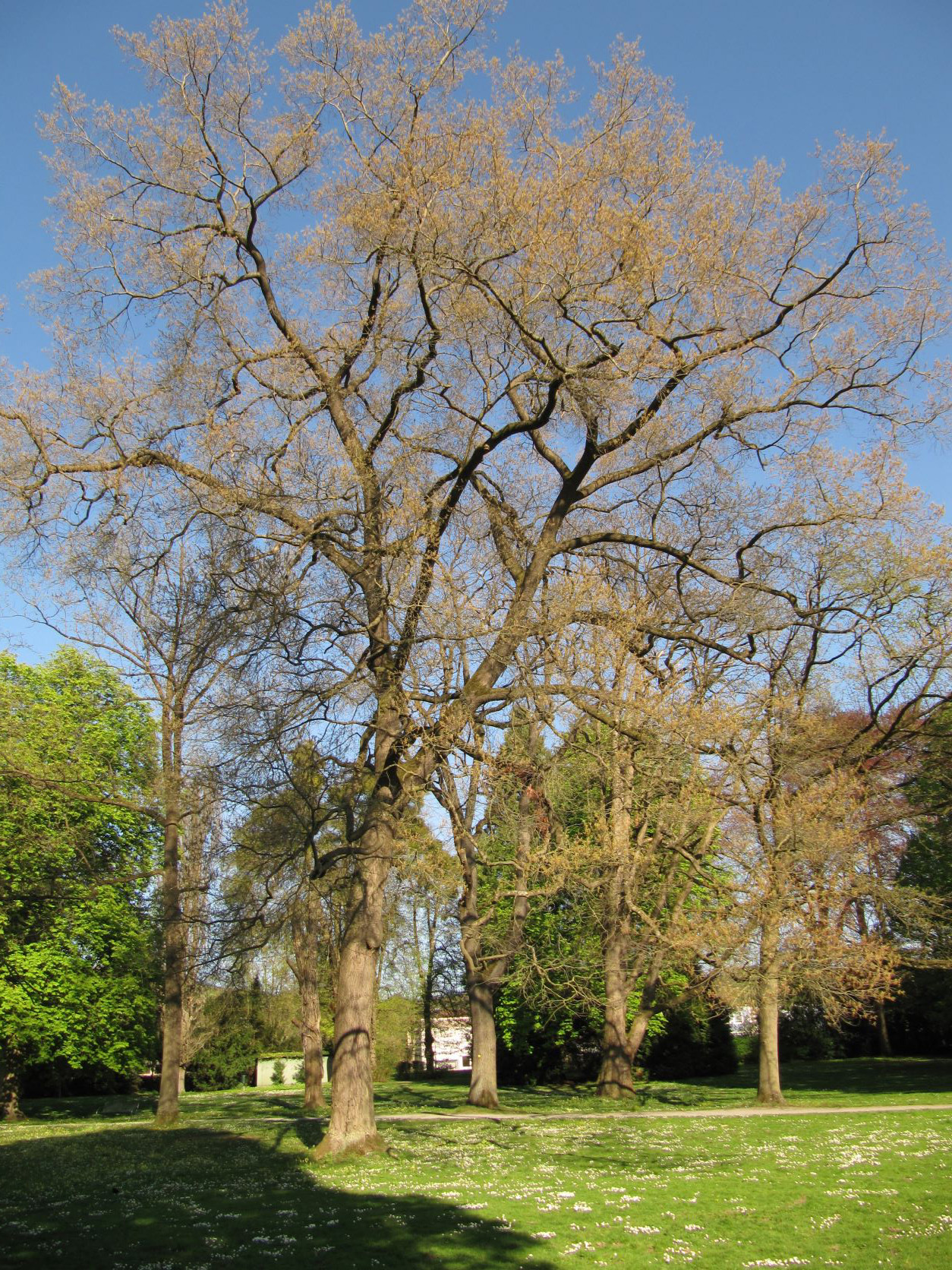 Quercus x schochiana - Kurpark Bad Eilsen - April 2022