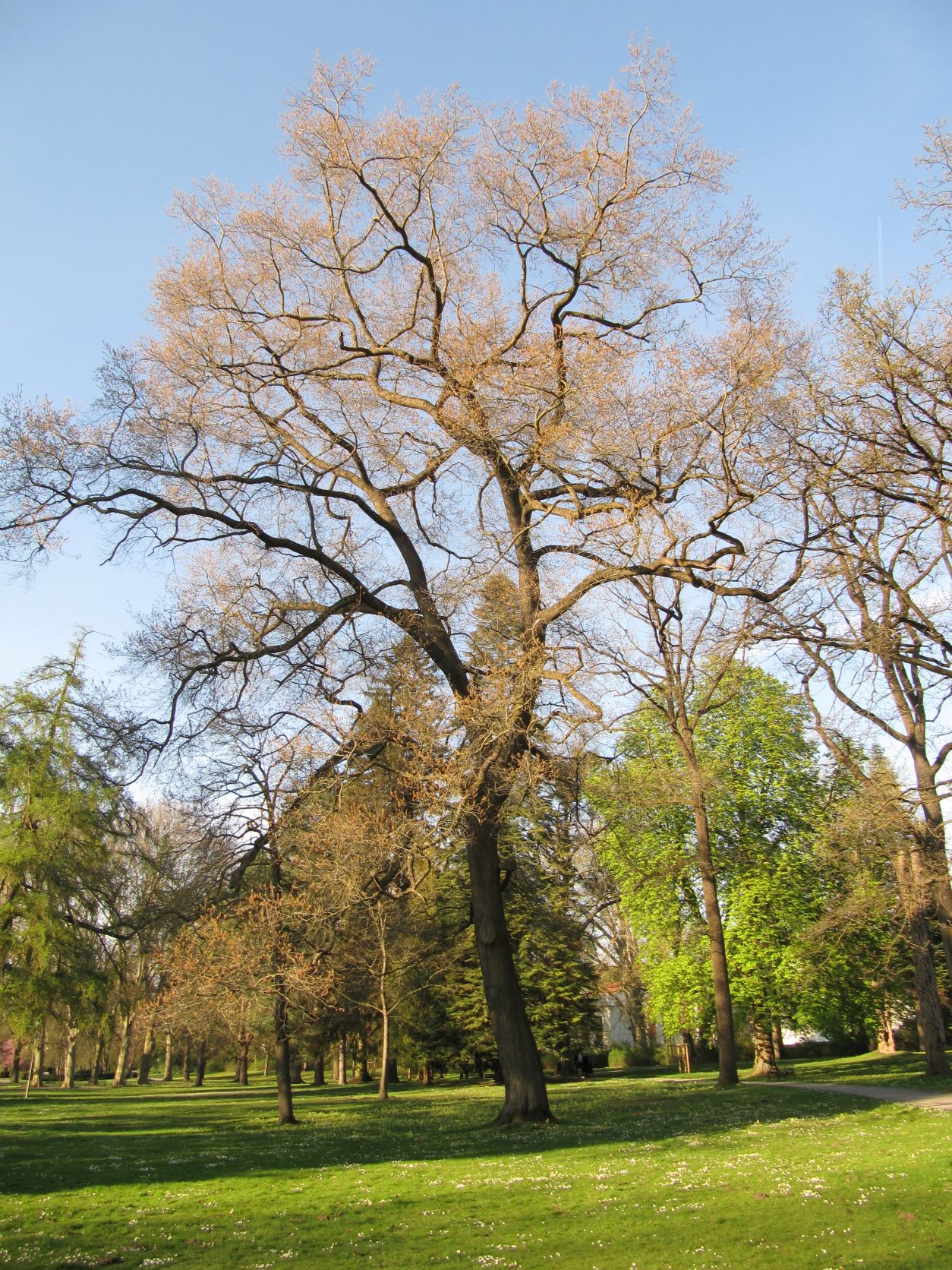 Quercus x schochiana - Kurpark Bad Eilsen - April 2022