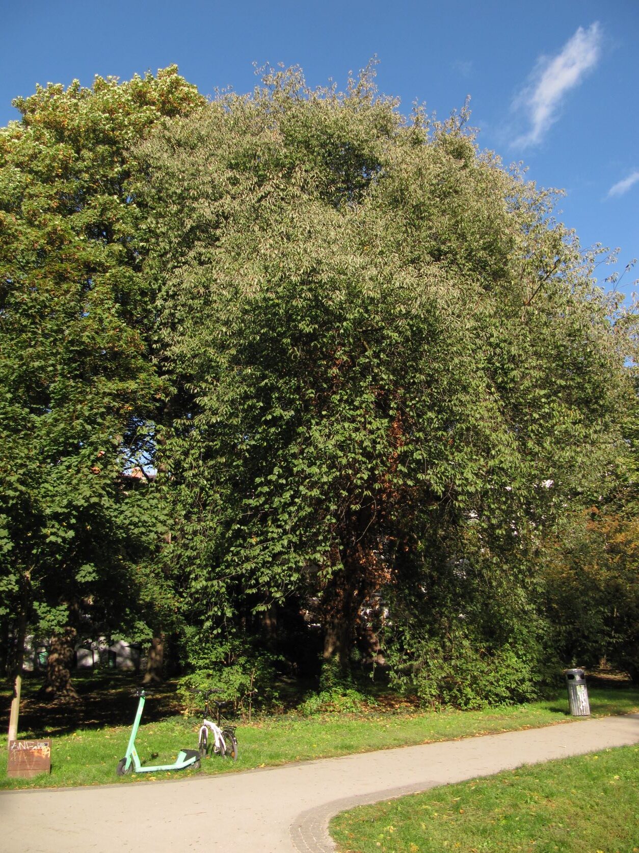 padus Prunus
