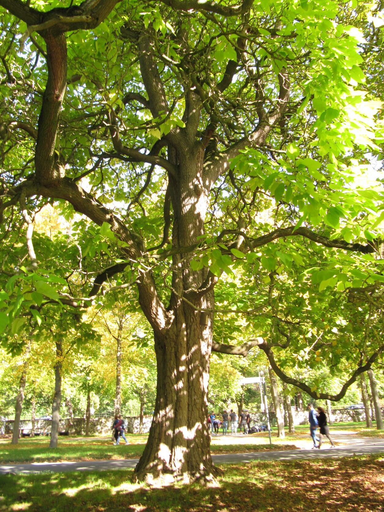 Catalpa speciosa