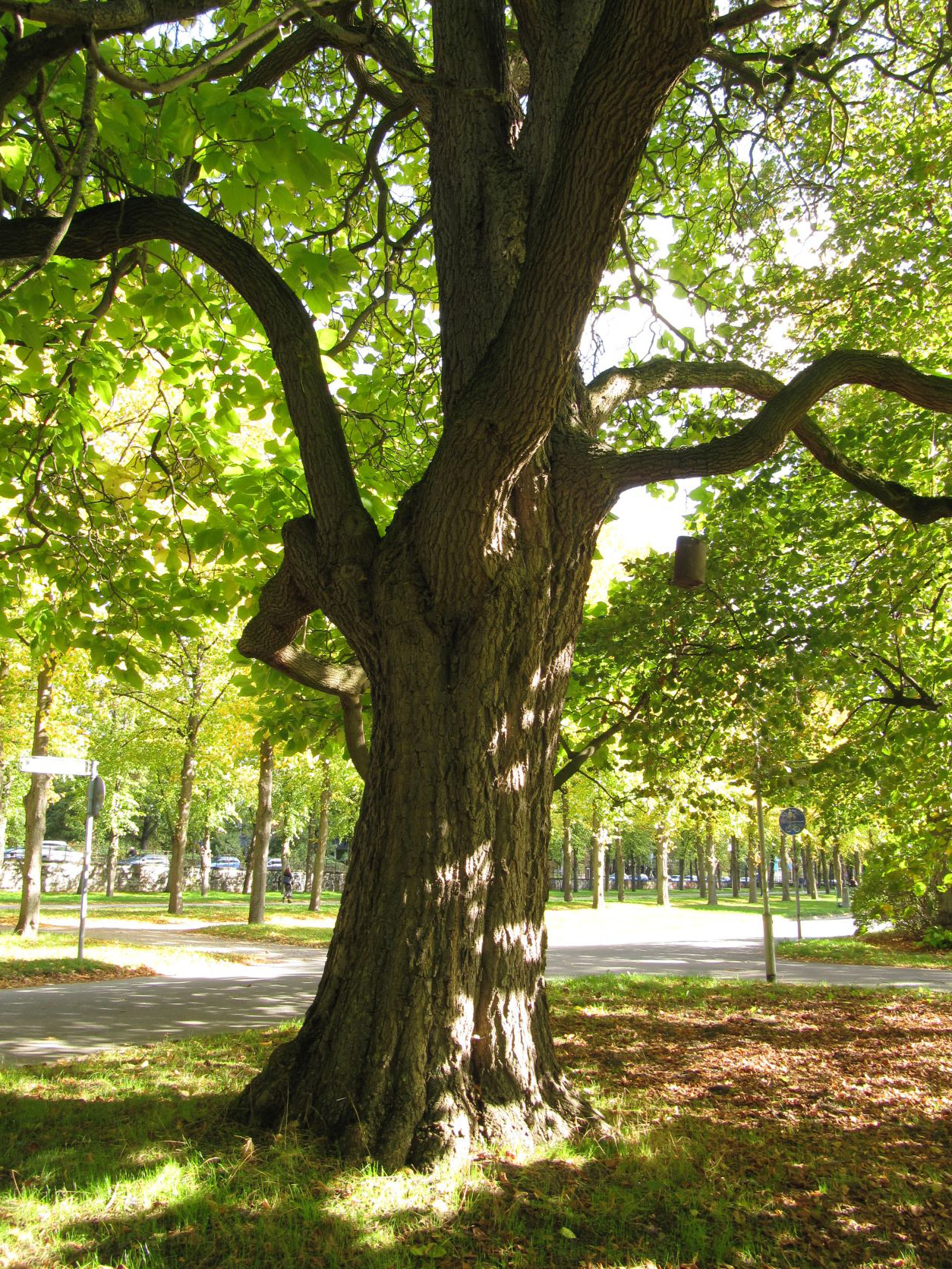 Catalpa speciosa - Georgengarten - Oktober 2022