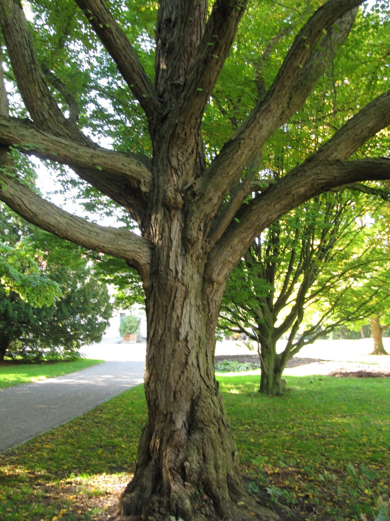 Cercidiphyllum japonicum - Georgengarten Hannover