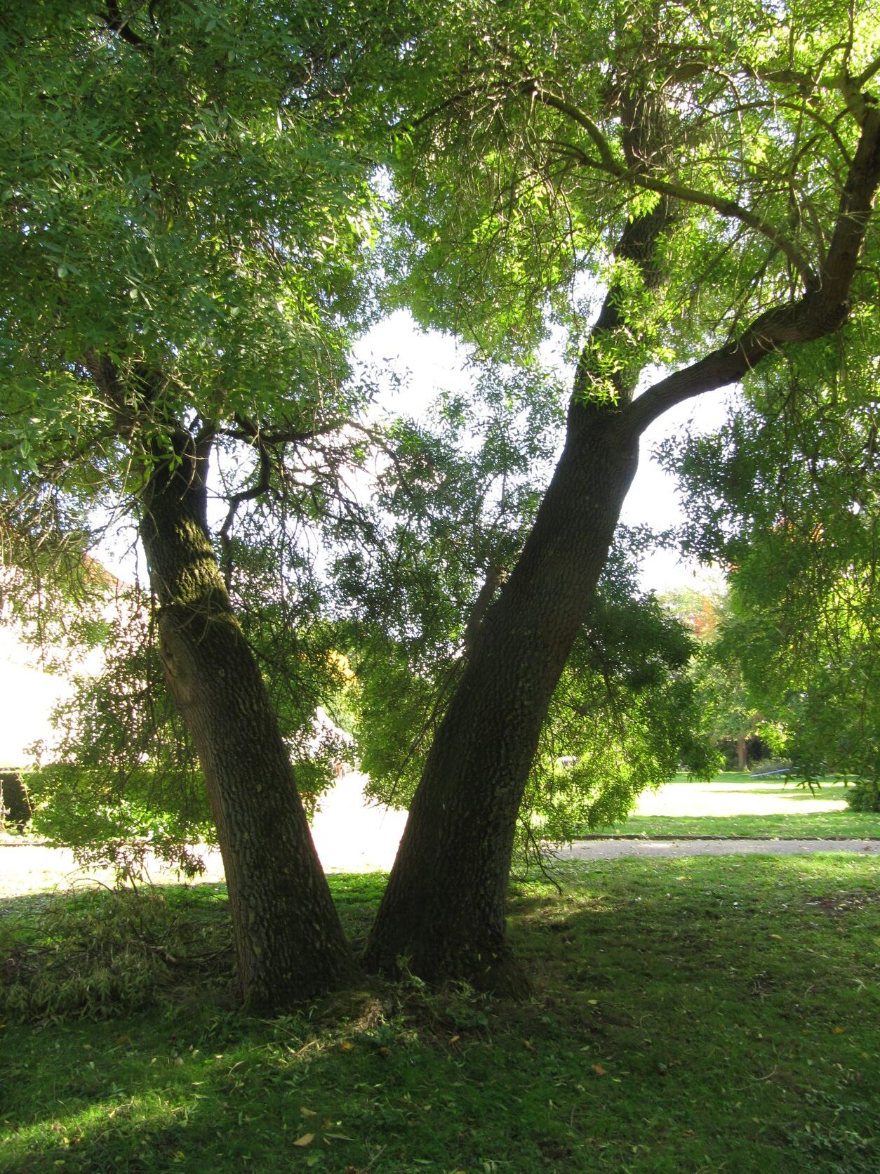 Fraxinus angustifolia - Wallmodengarten - Oktober 2022