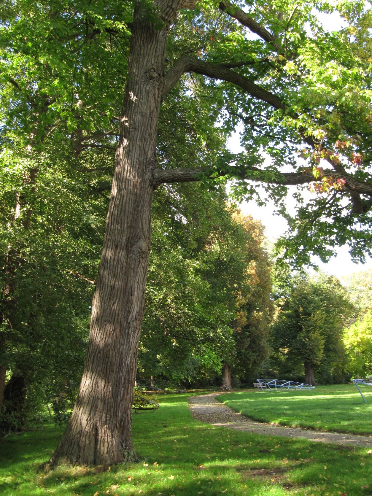 Liquidamber styraciflua - Wallmodengarten Hannover - Oktober 2022