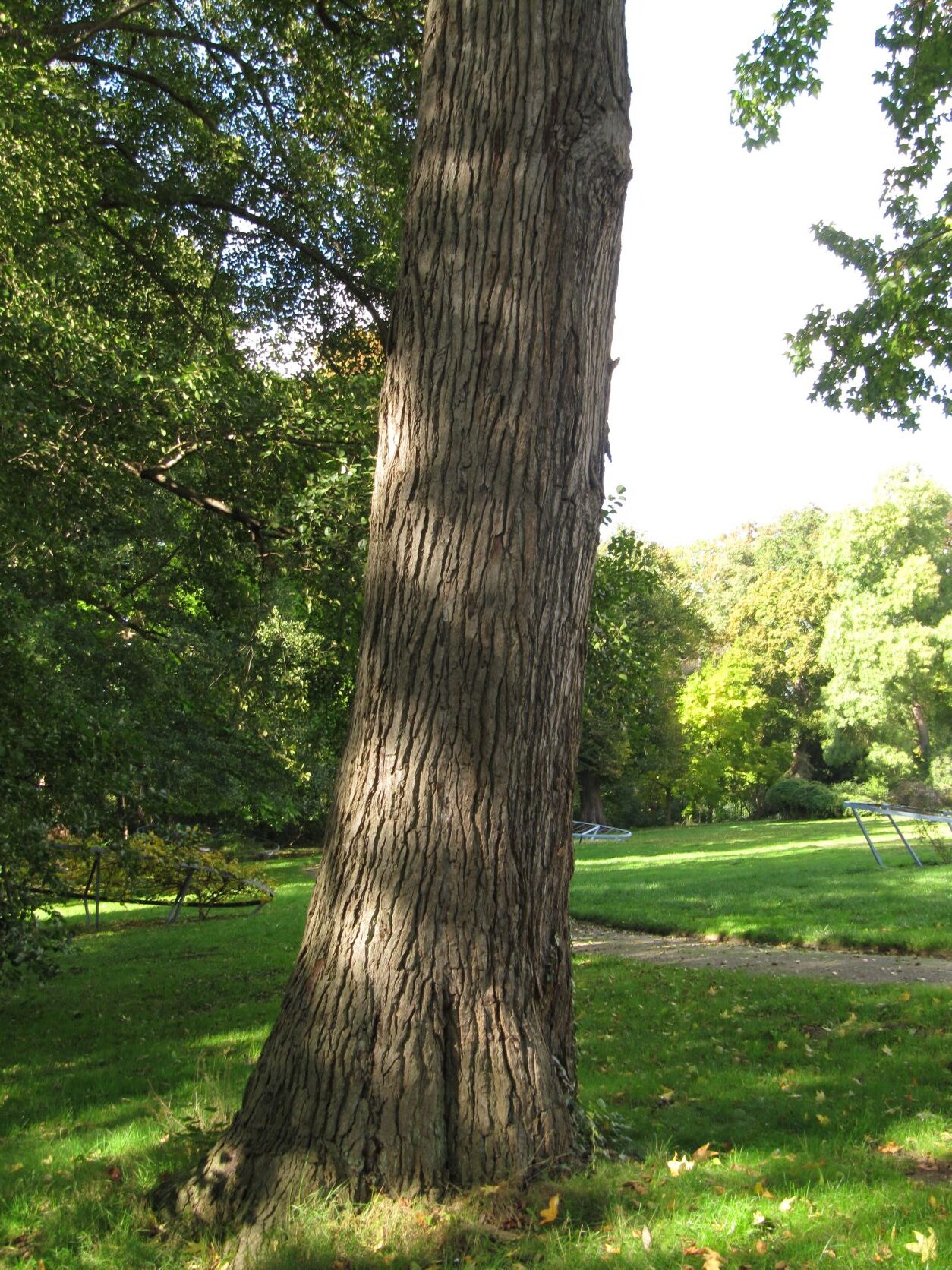 Liquidamber styraciflua - Wallmodengarten Hannover - Oktober 2022