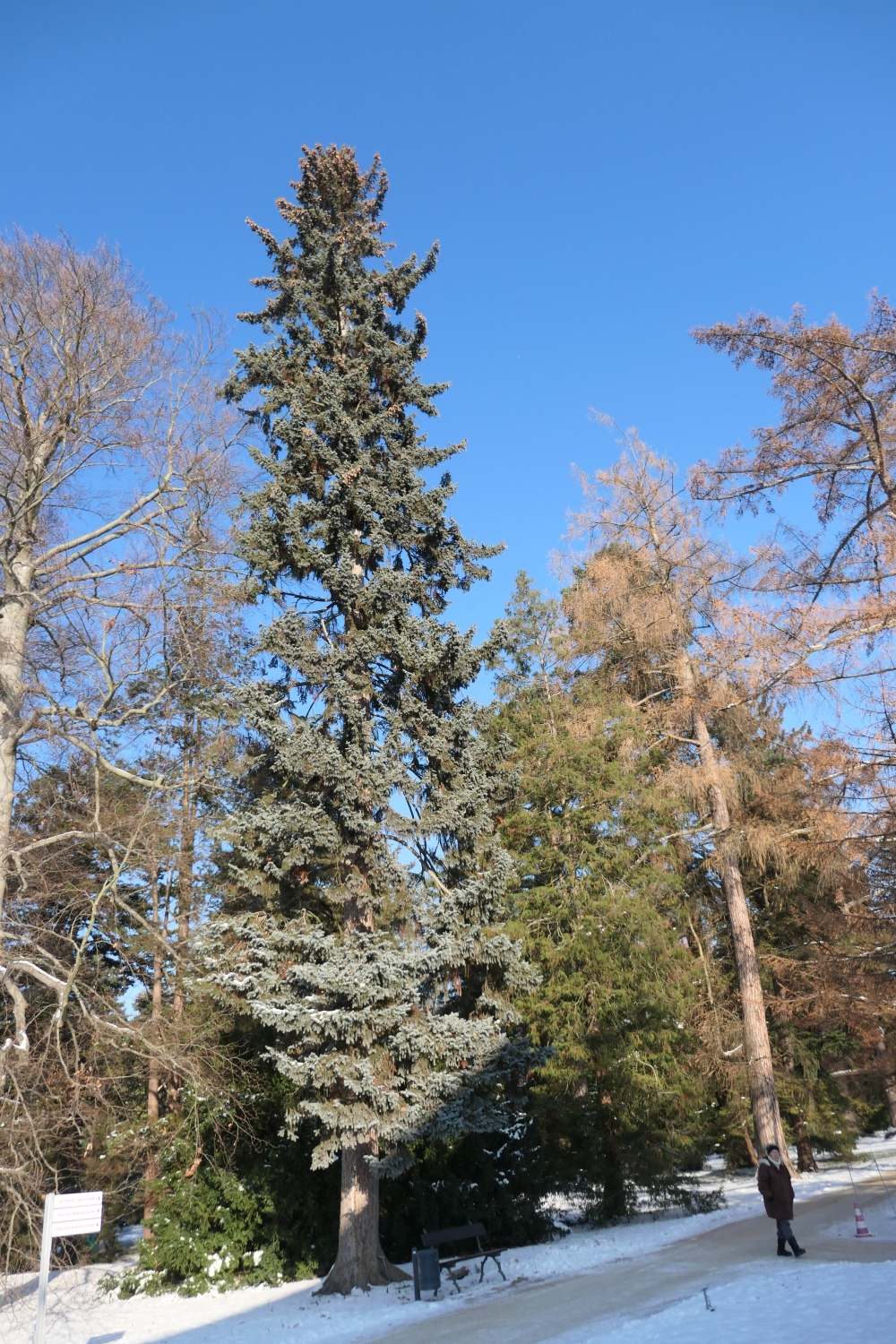 Picea pungens 'König Albert' - Dresden-Pillnitz - Dezember 2012