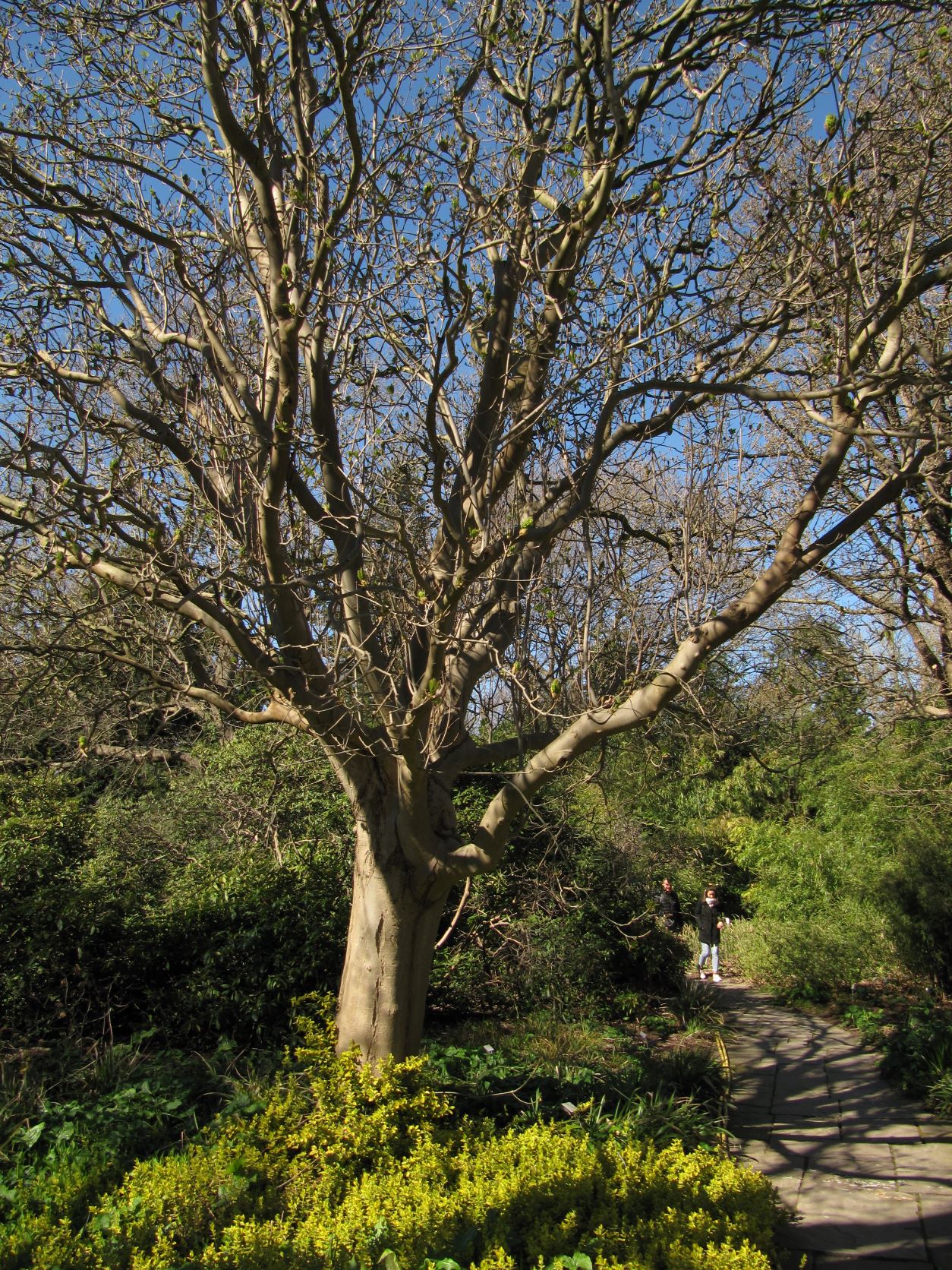 Fraxinus ornus