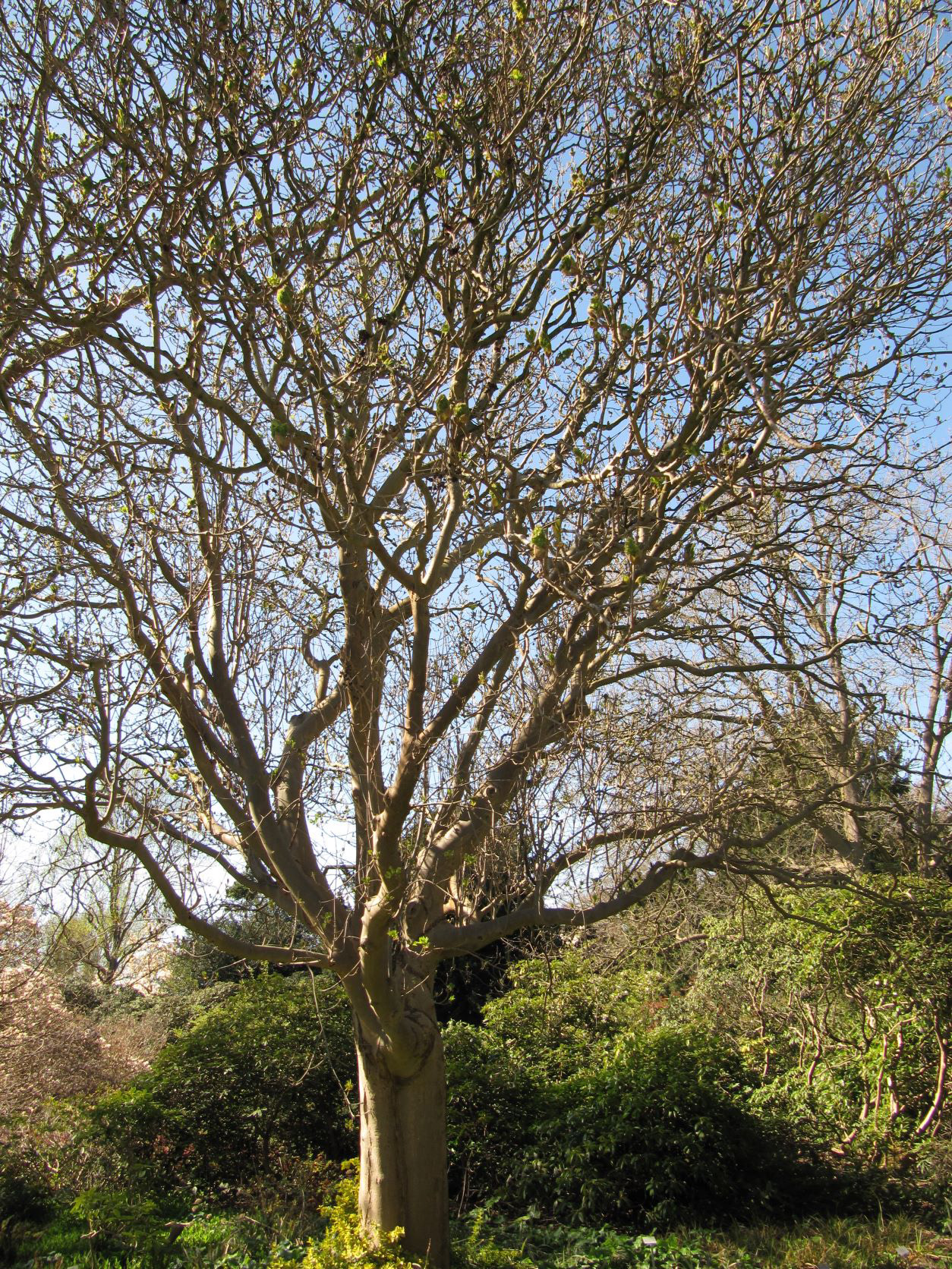 Fraxinus ornus - Berggarten - April 2022