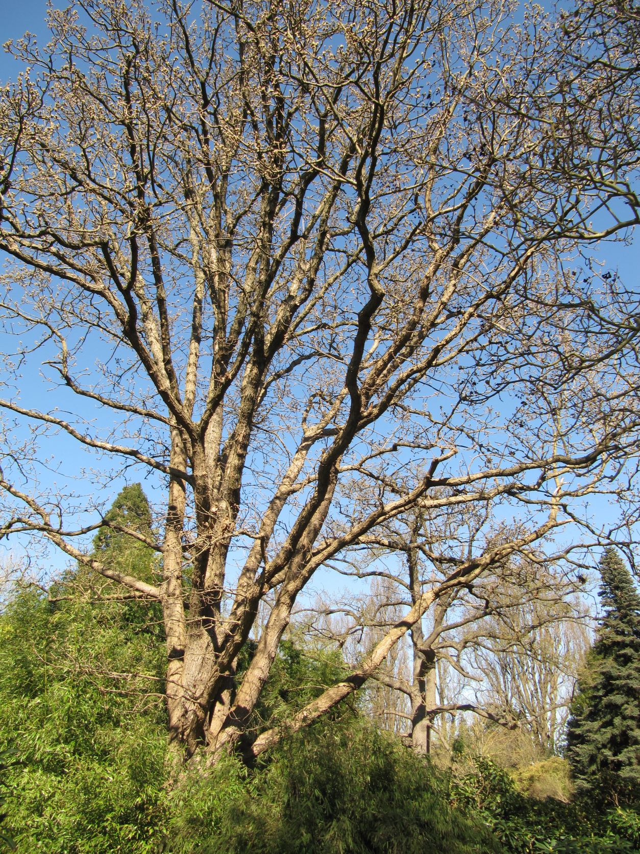 macranthera Quercus