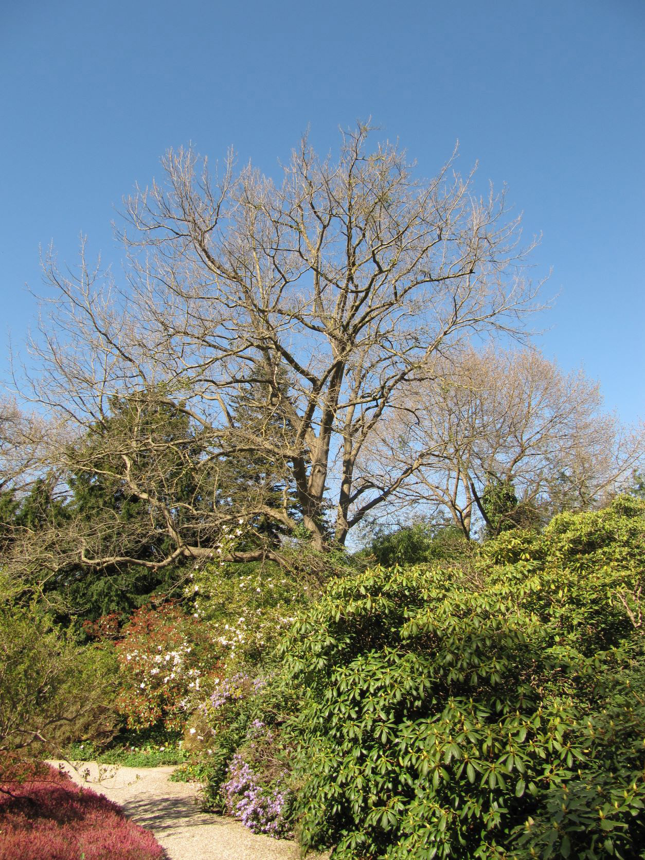 imbricaria Quercus
