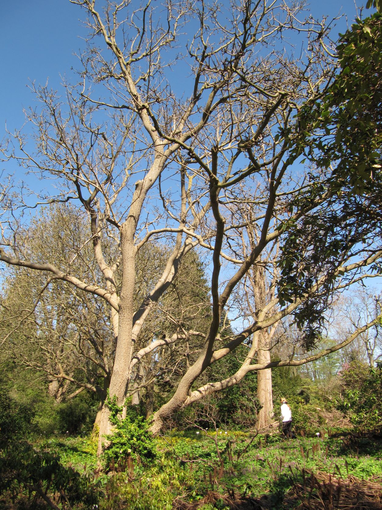 lavallei Phellodendron