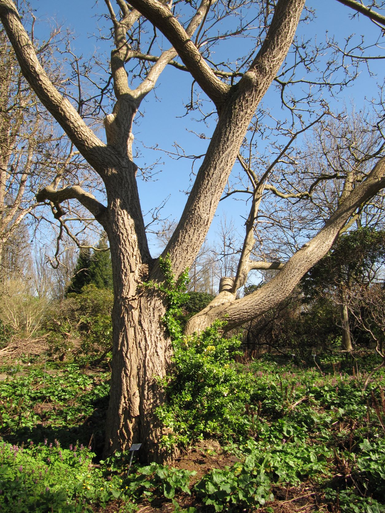 Phellodendron lavallei - Berggarten - April 2022