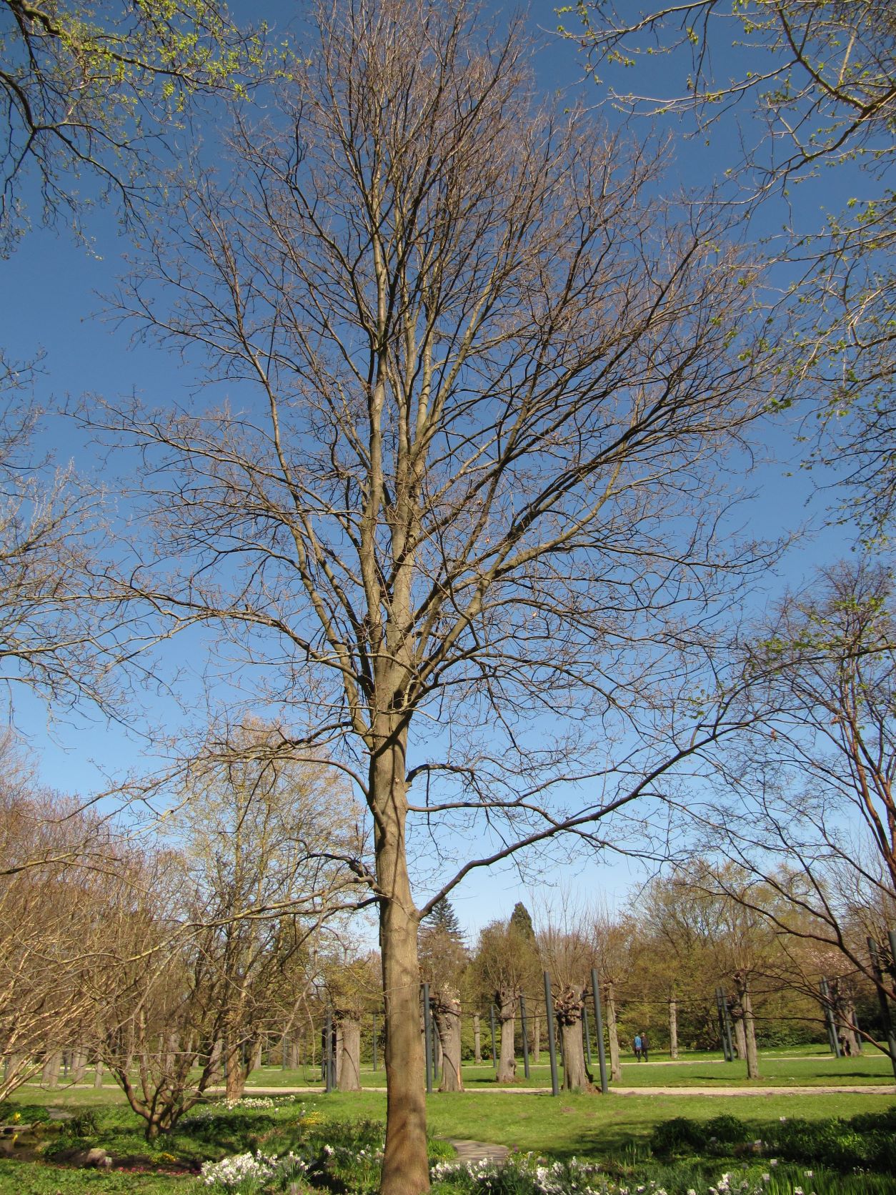 libani Quercus