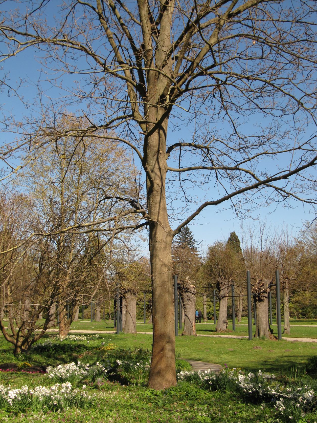 Quercus libani - Berggarten - April 2022