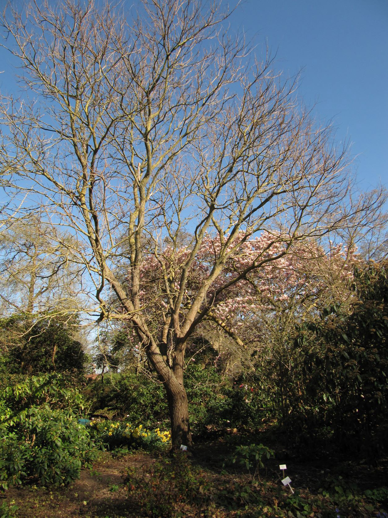 Koelreuteria paniculata