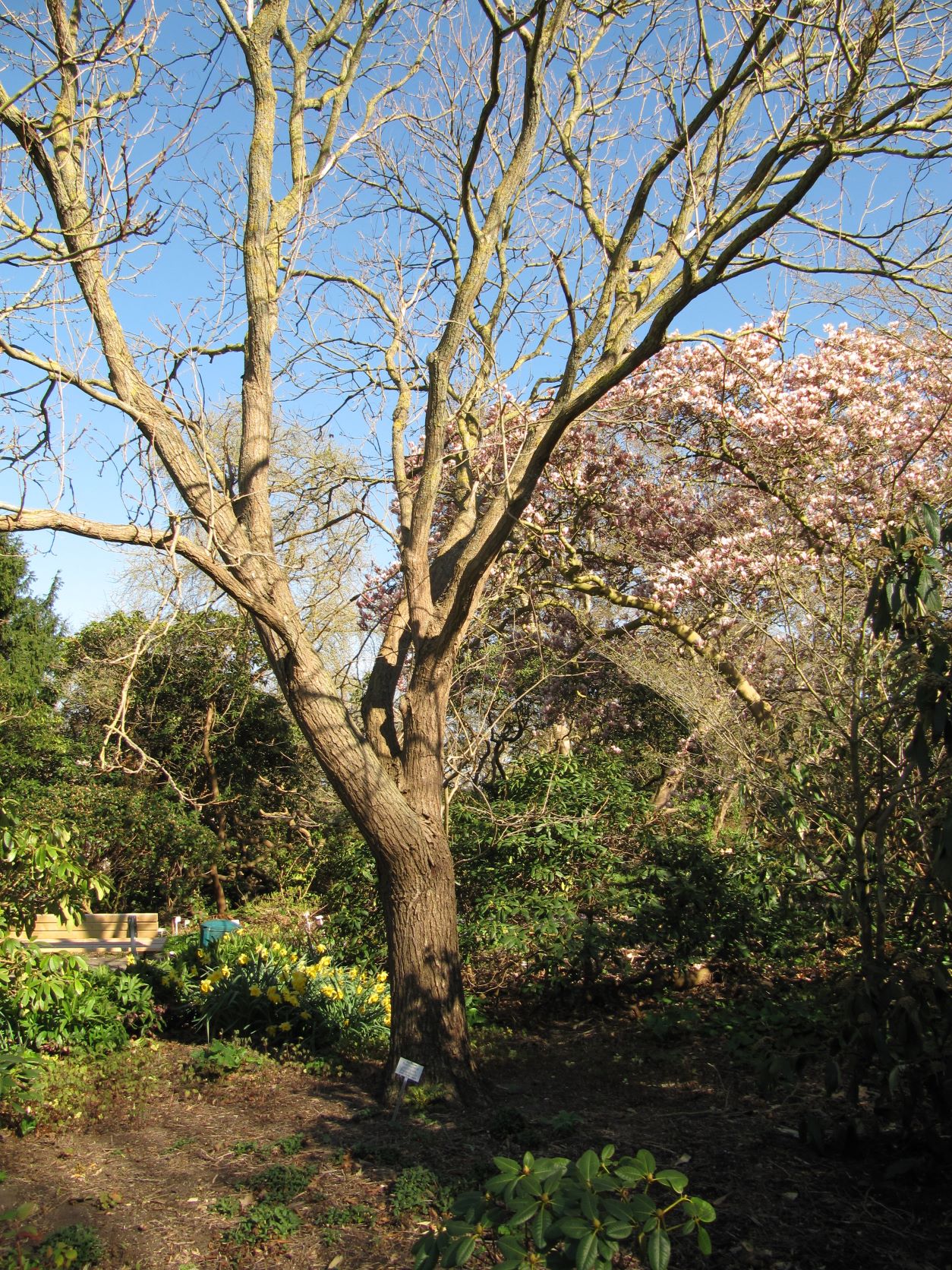 Koelreuteria paniculata - Berggarten - April 2022