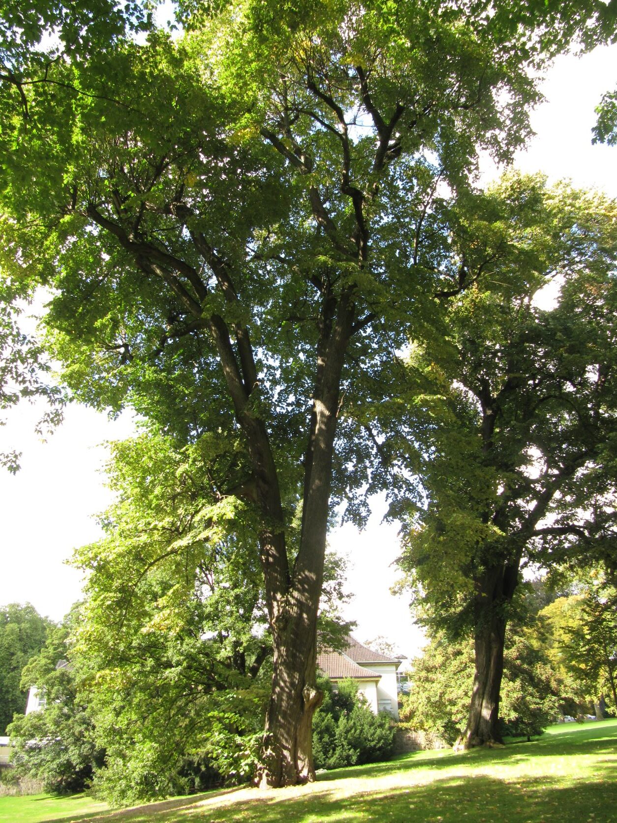 Tilia tomentosa