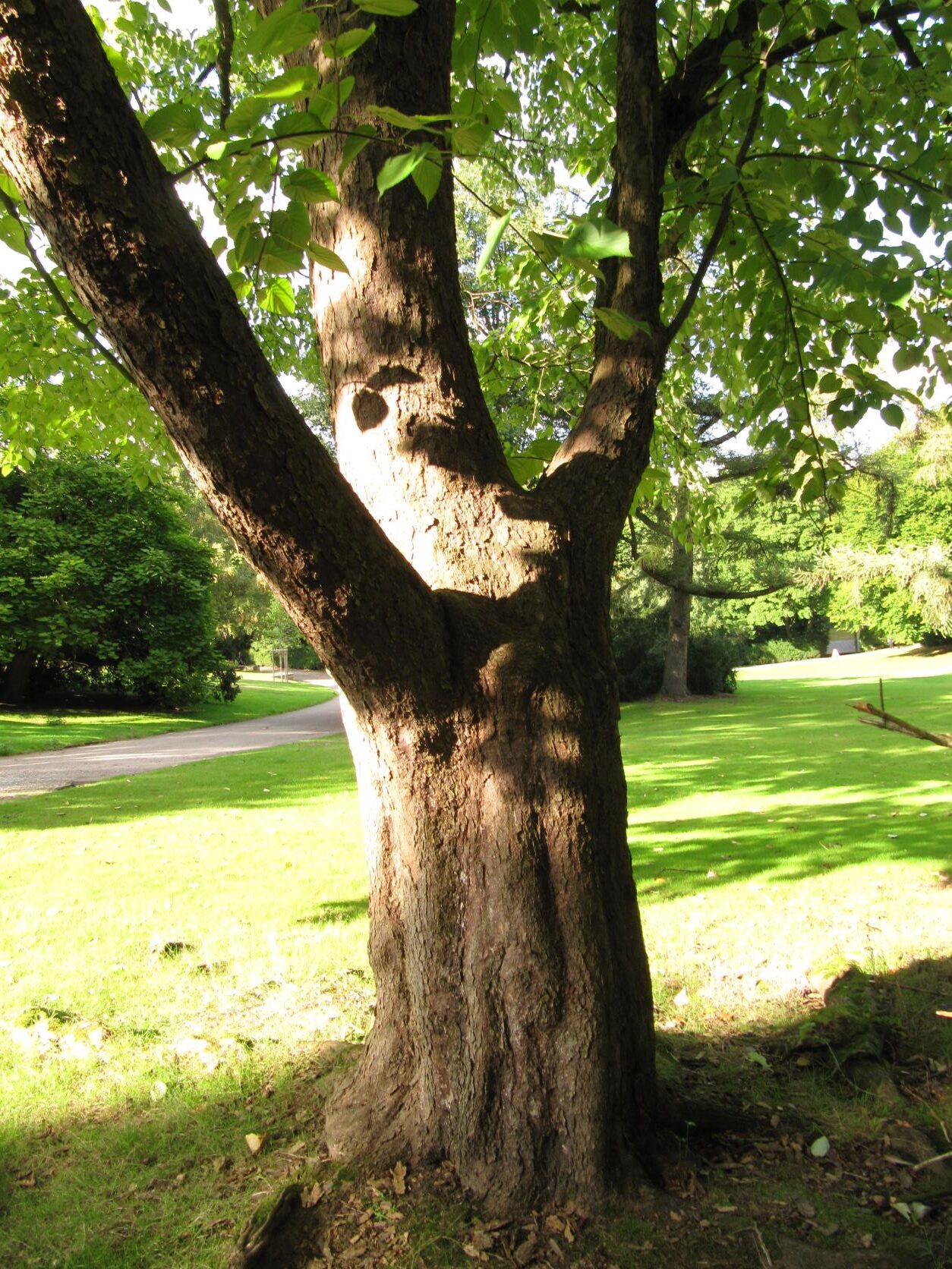 Davidia involucrata
