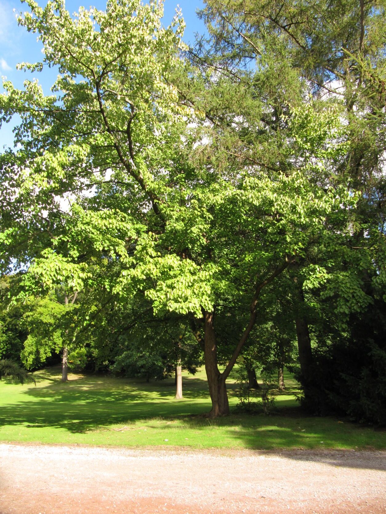 Davidia involucrata - Stadtpark Bochum - Sept.2022