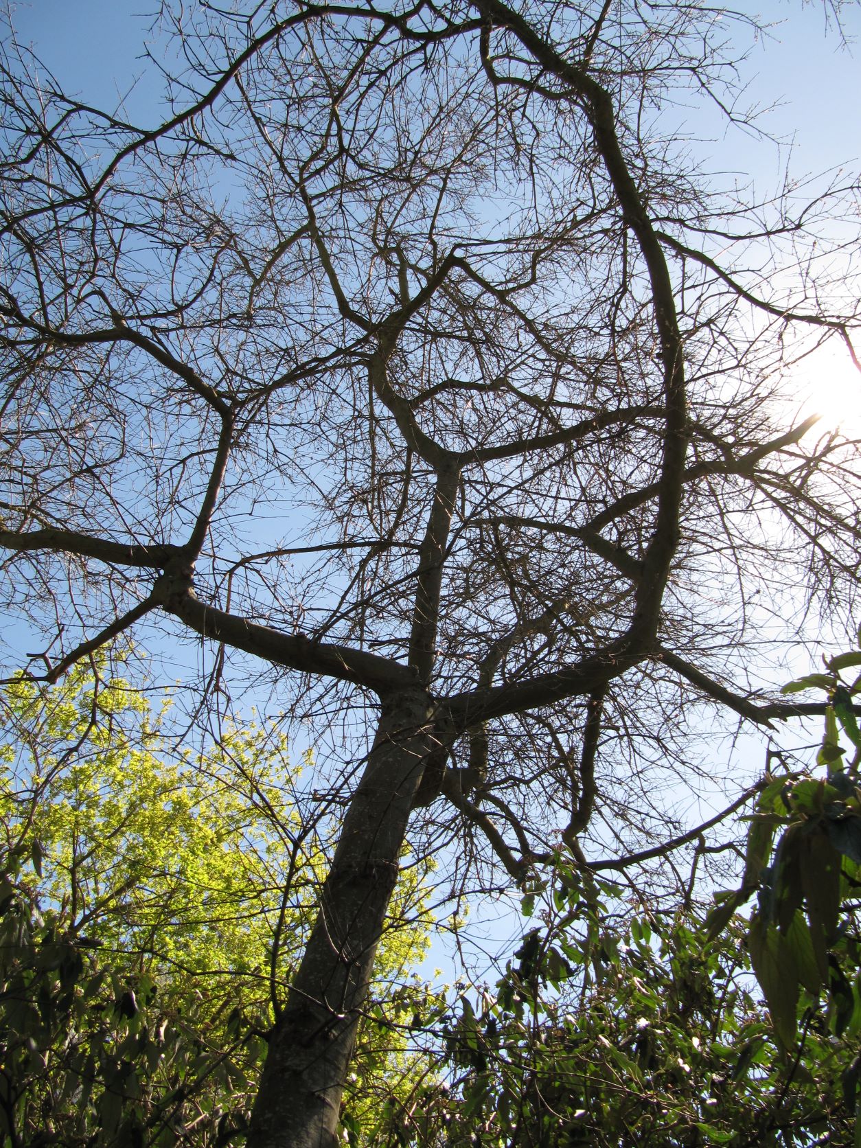 ilicifolia Quercus