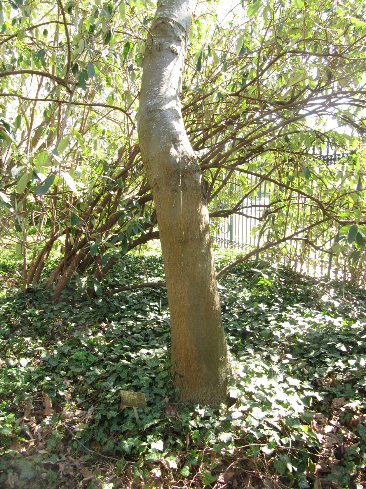 Quercus ilicifolia - Berggarten - April 2022