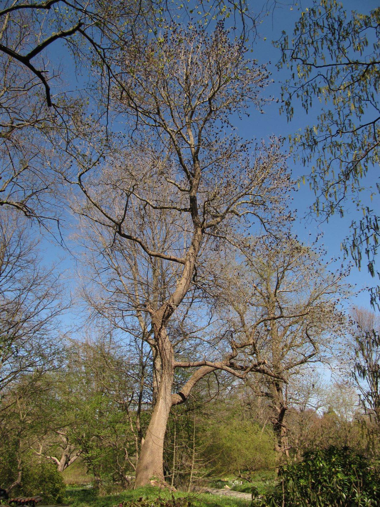 Liquidambar styraciflua