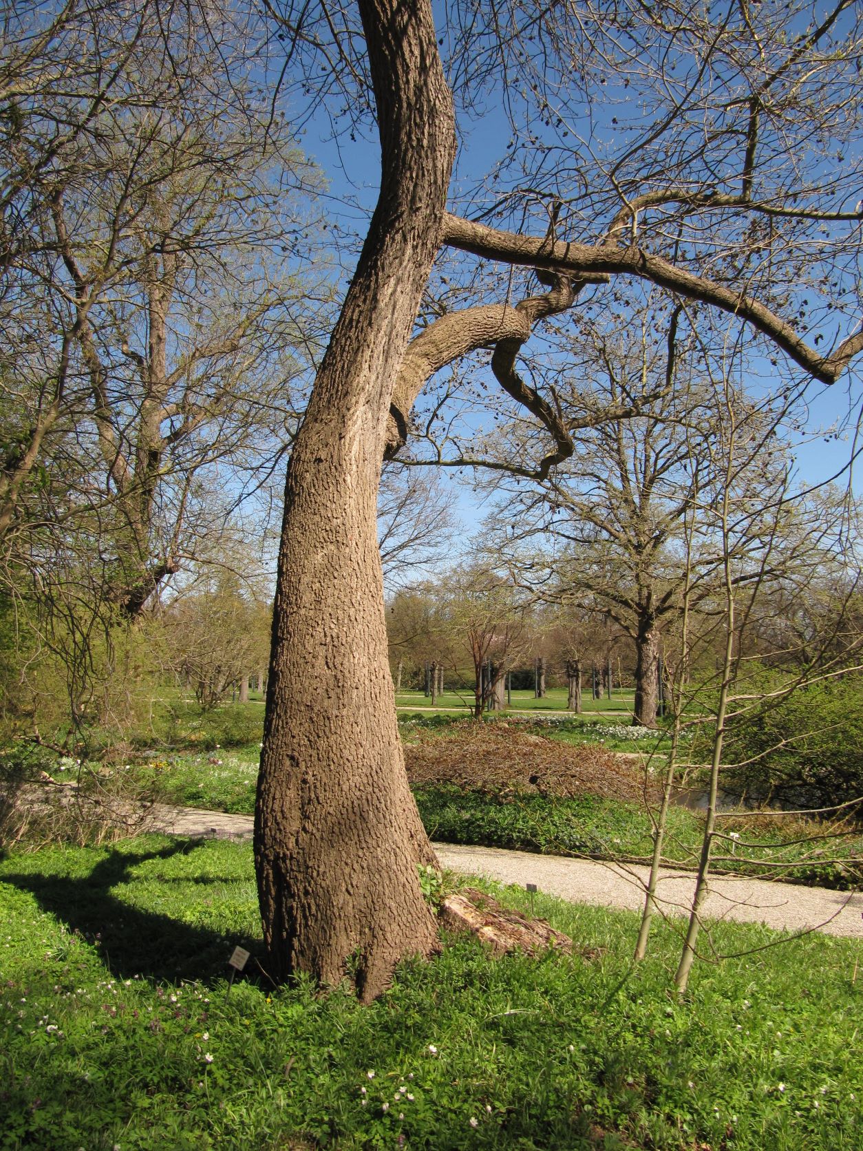 Liquidambar styraciflua - Berggarten - April 2022