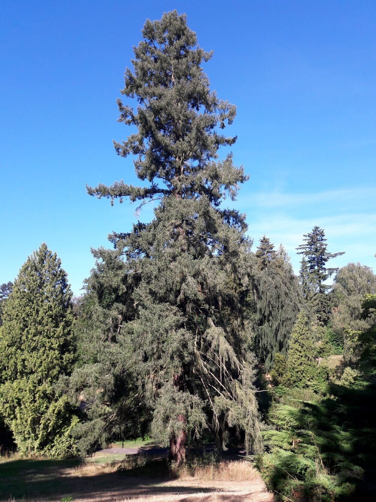 menziesii Pseudotsuga