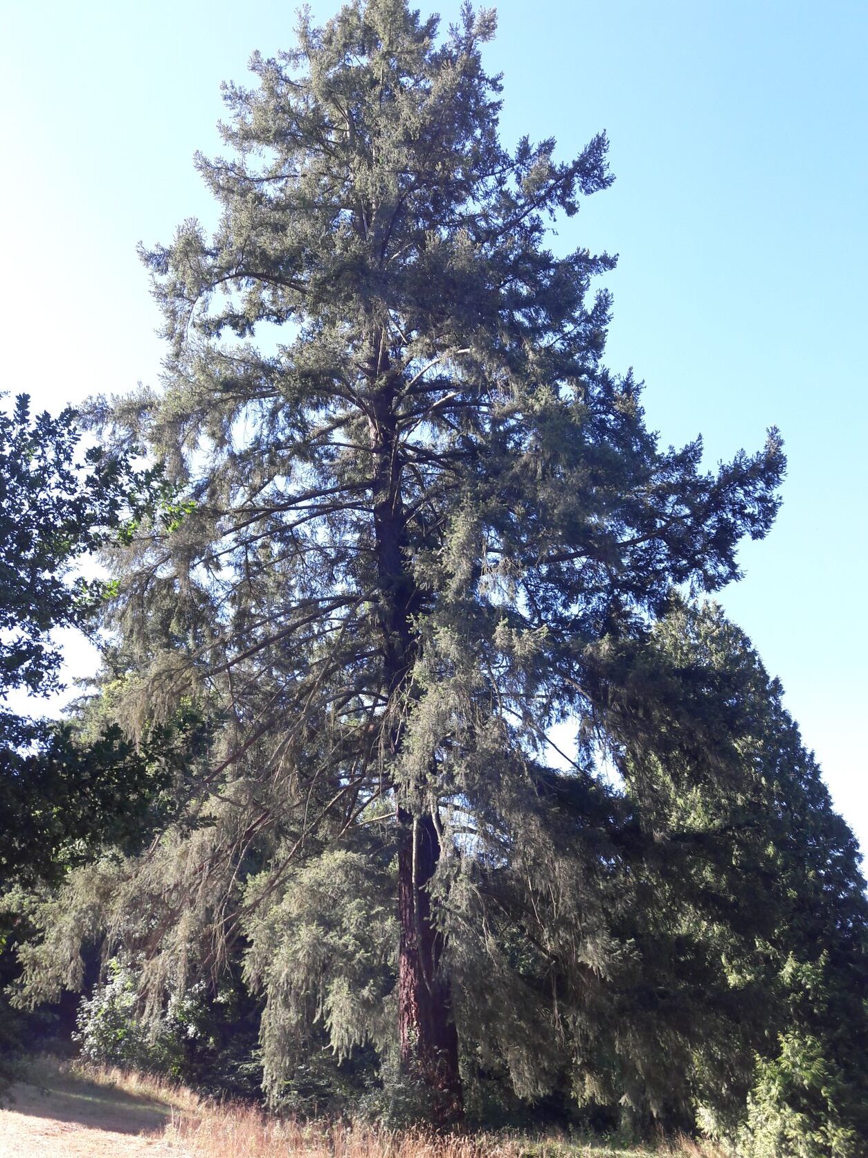 Pseudotsuga menziesii - Rauischholzhausen - August 2022
