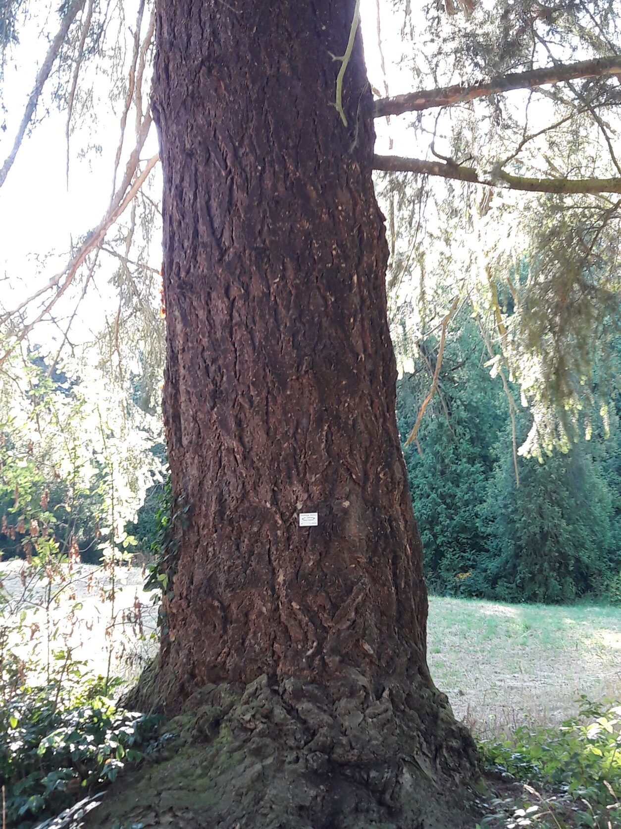 Pseudotsuga menziesii - Rauischholzhausen - August 2022