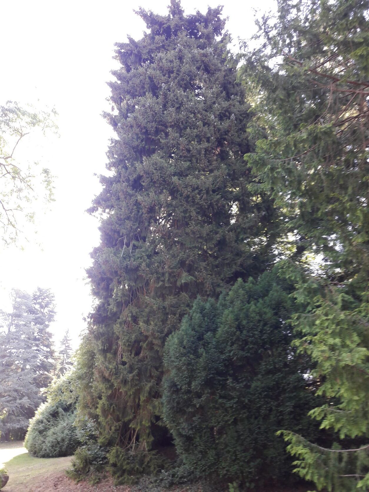 orientalis Picea