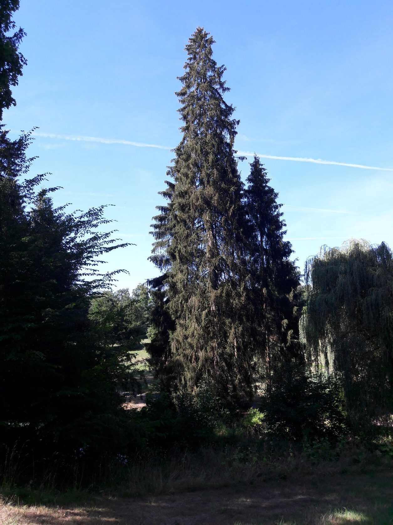 abies Picea