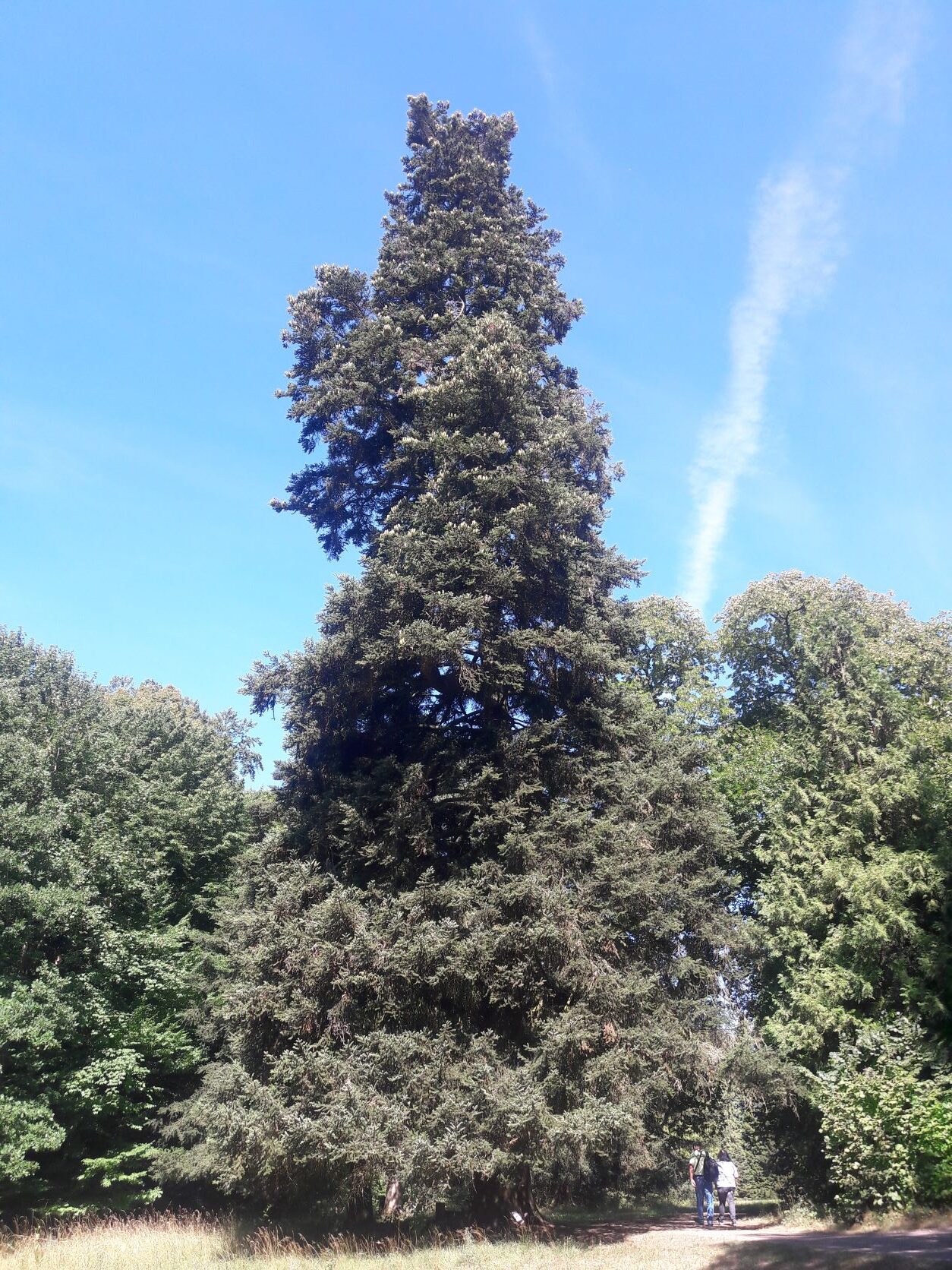 Abies cephalonica