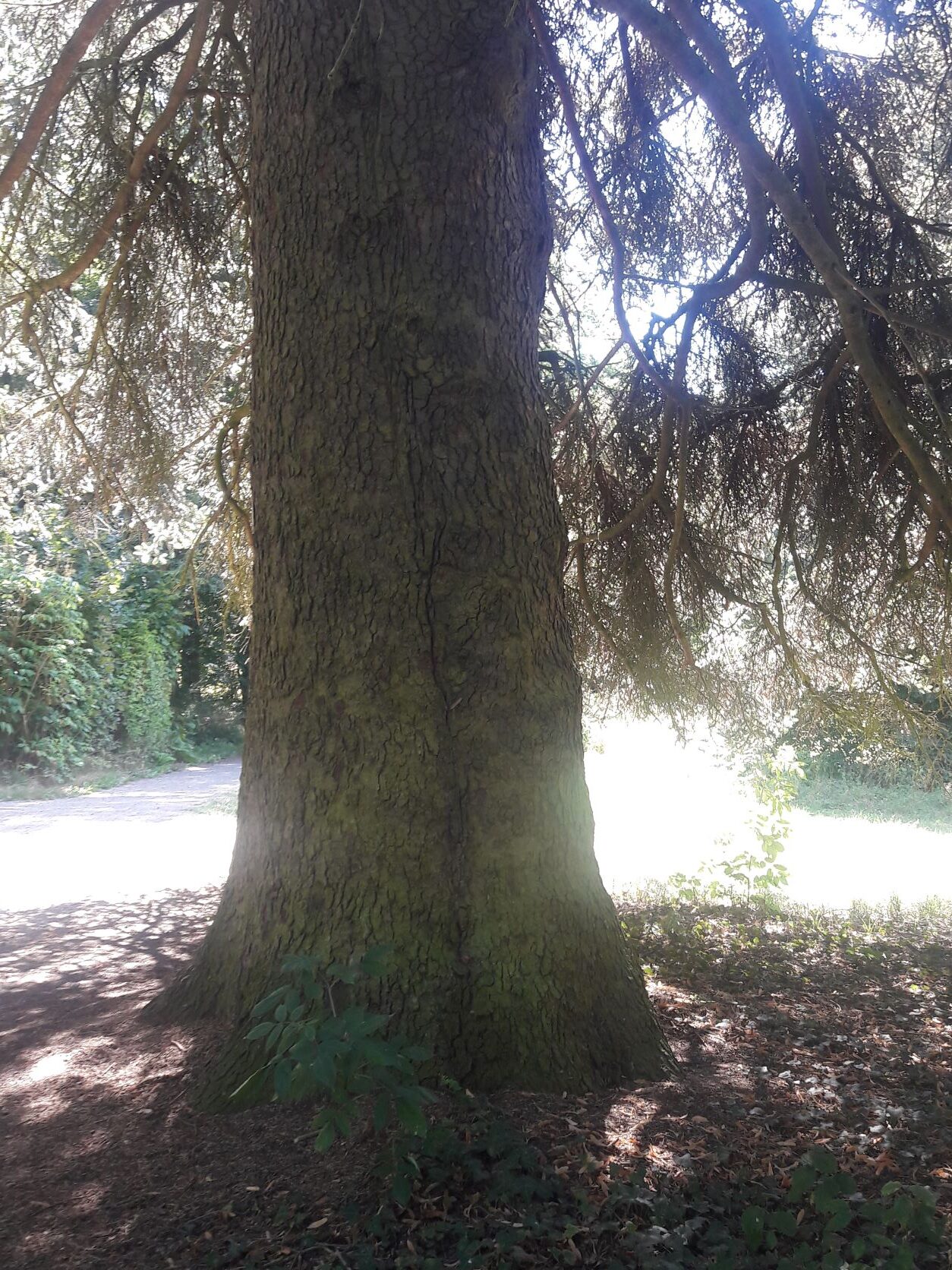 Abies cephalonica - Rauischholzhausen - August 2022