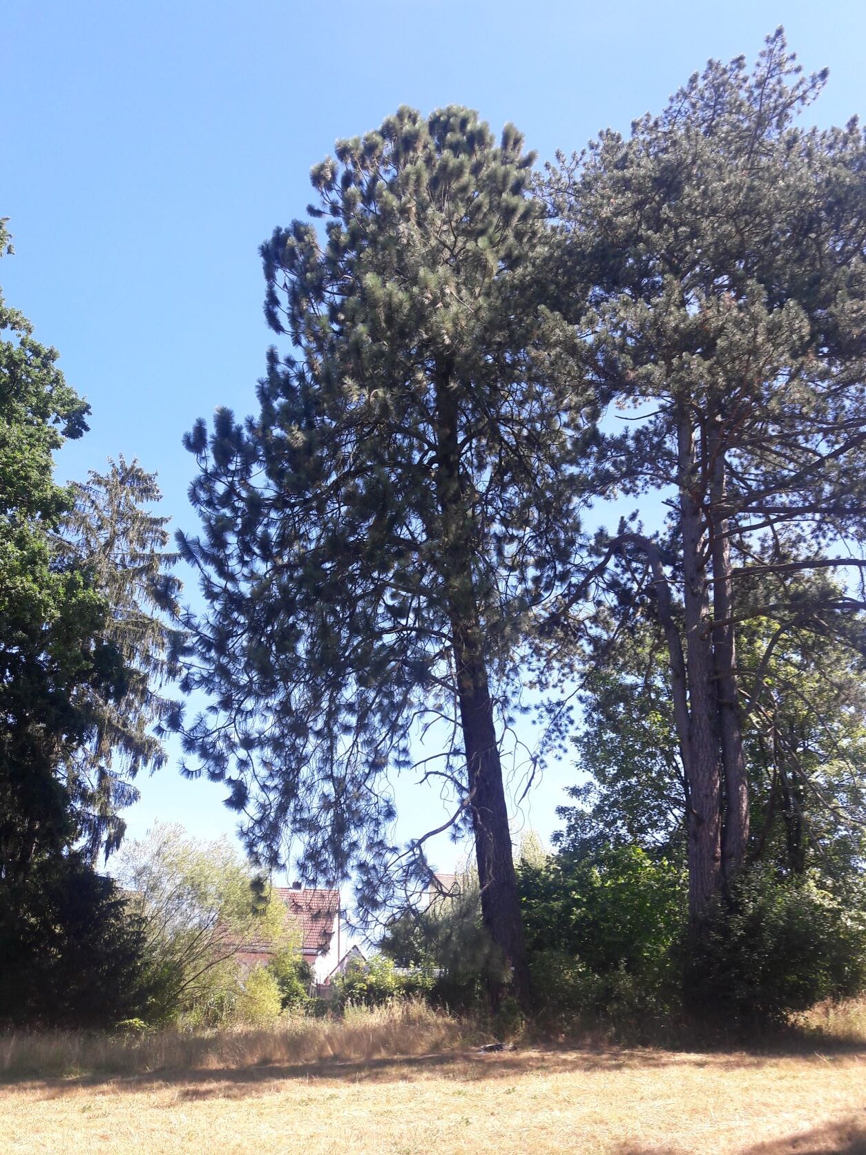 Pinus ponderosa