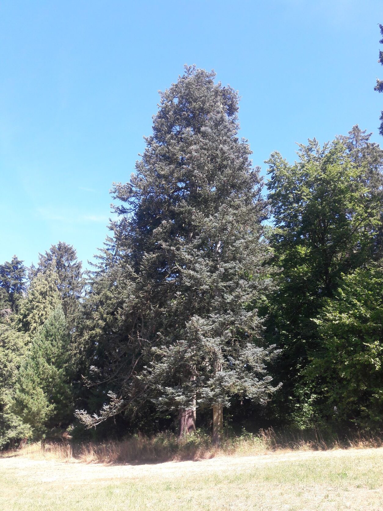 'Glauca' Abies procera