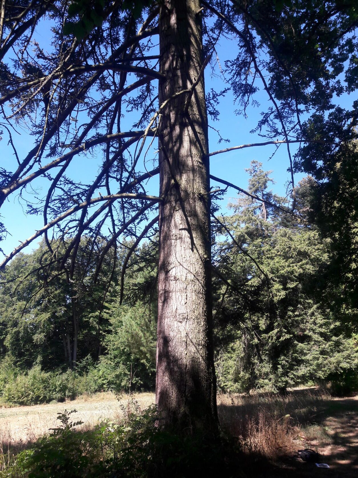 Abies procera 'Glauca' - Rauischholzhausen - August 2022