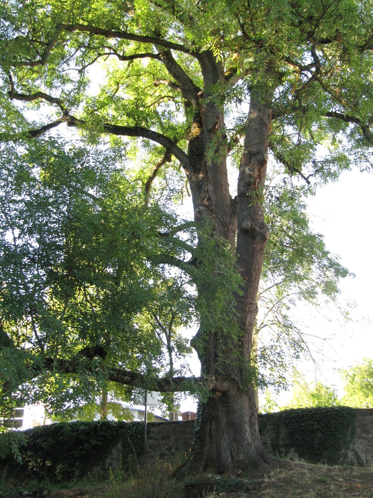Fraxinus excelsior - Schlosspark Lich - August 2022
