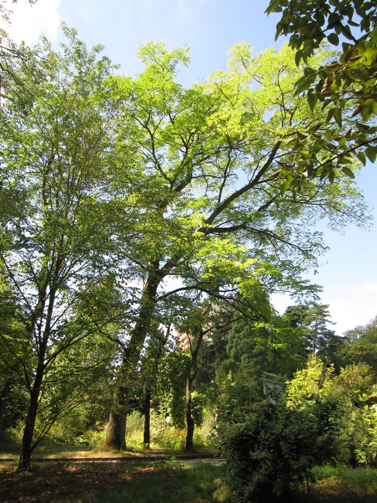 Gymnocladus dioicus - Gießen - 2022