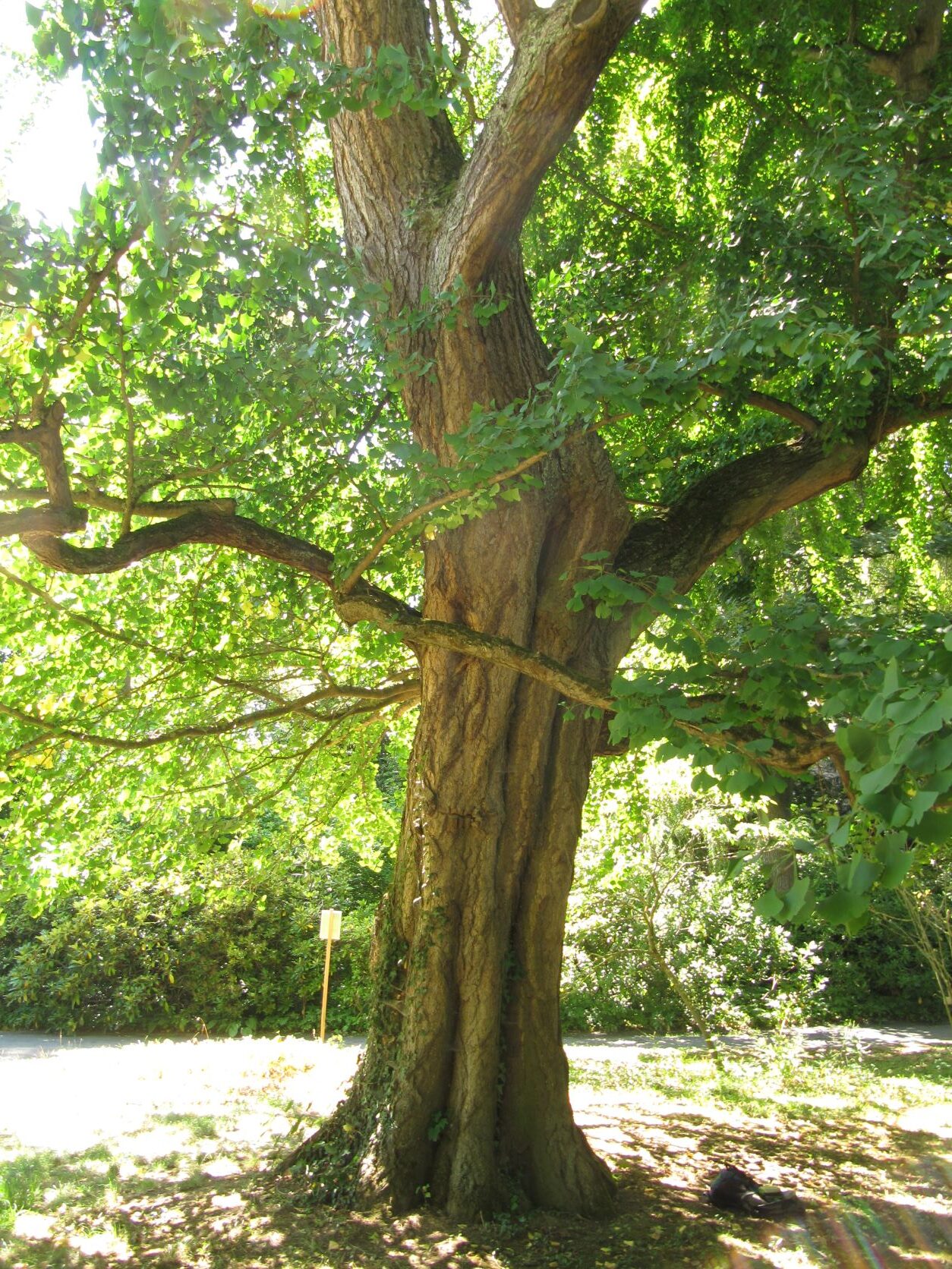 Gingko biloba - Gießen - 2022