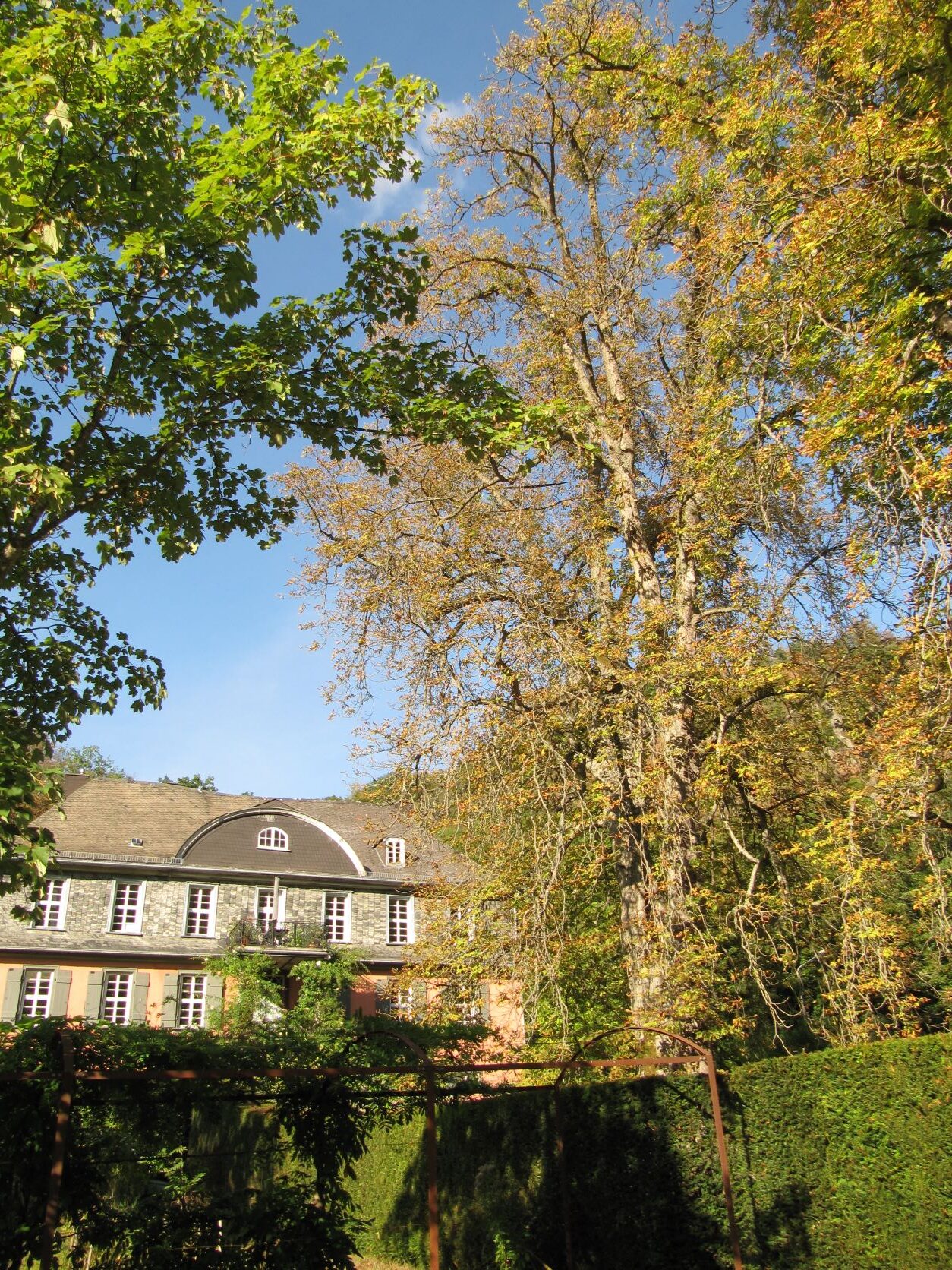 Aesculus hippocastanum - Geilnau - September 2022