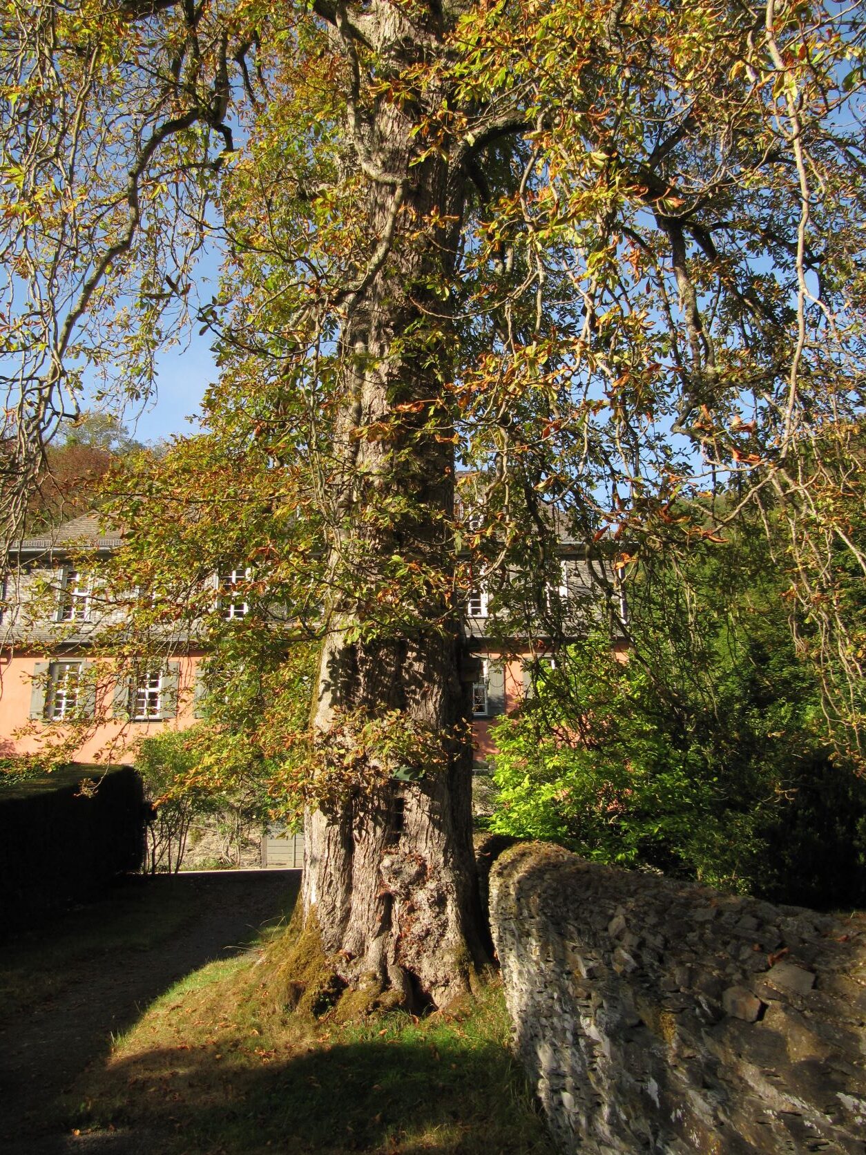 Aesculus hippocastanum - Geilnau - September 2022