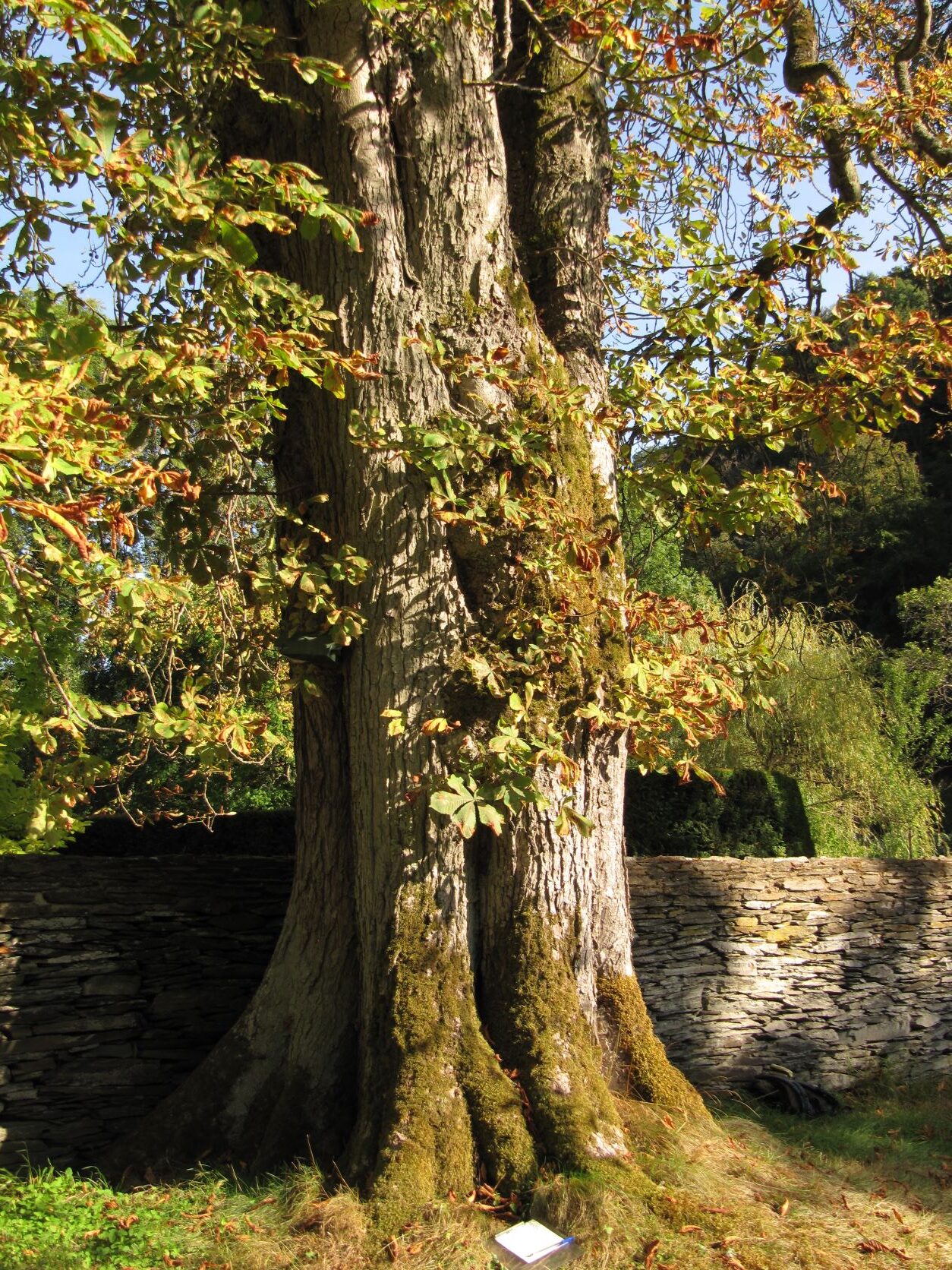 Aesculus hippocastanum - Geilnau - September 2022