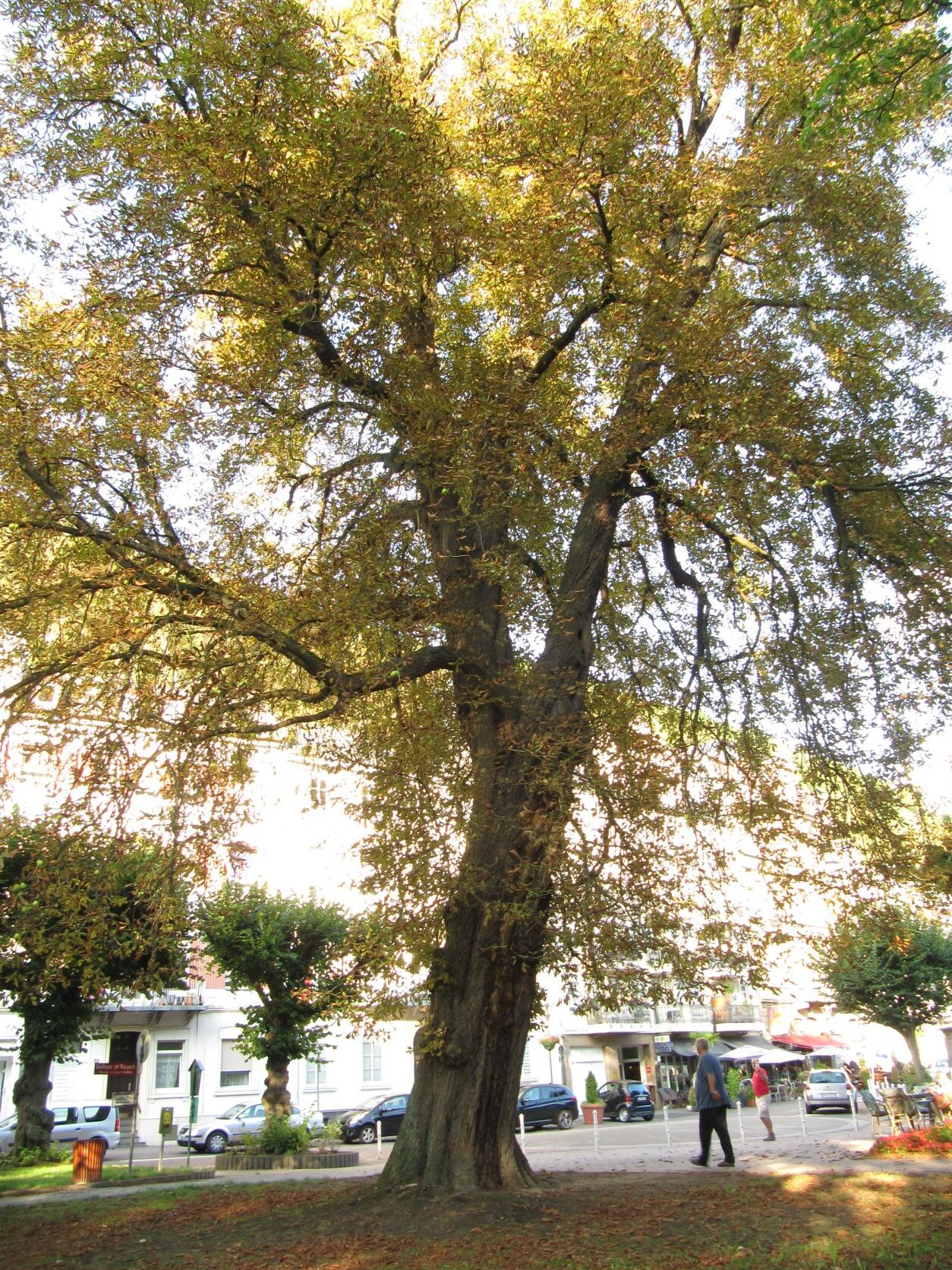Aesculus hippocastanum