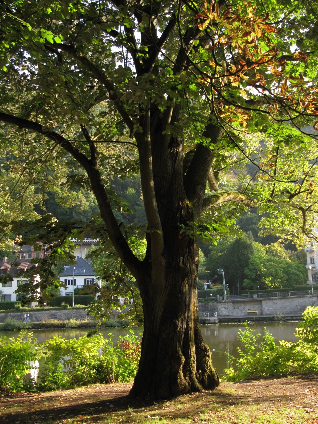 Tilia tomentosa