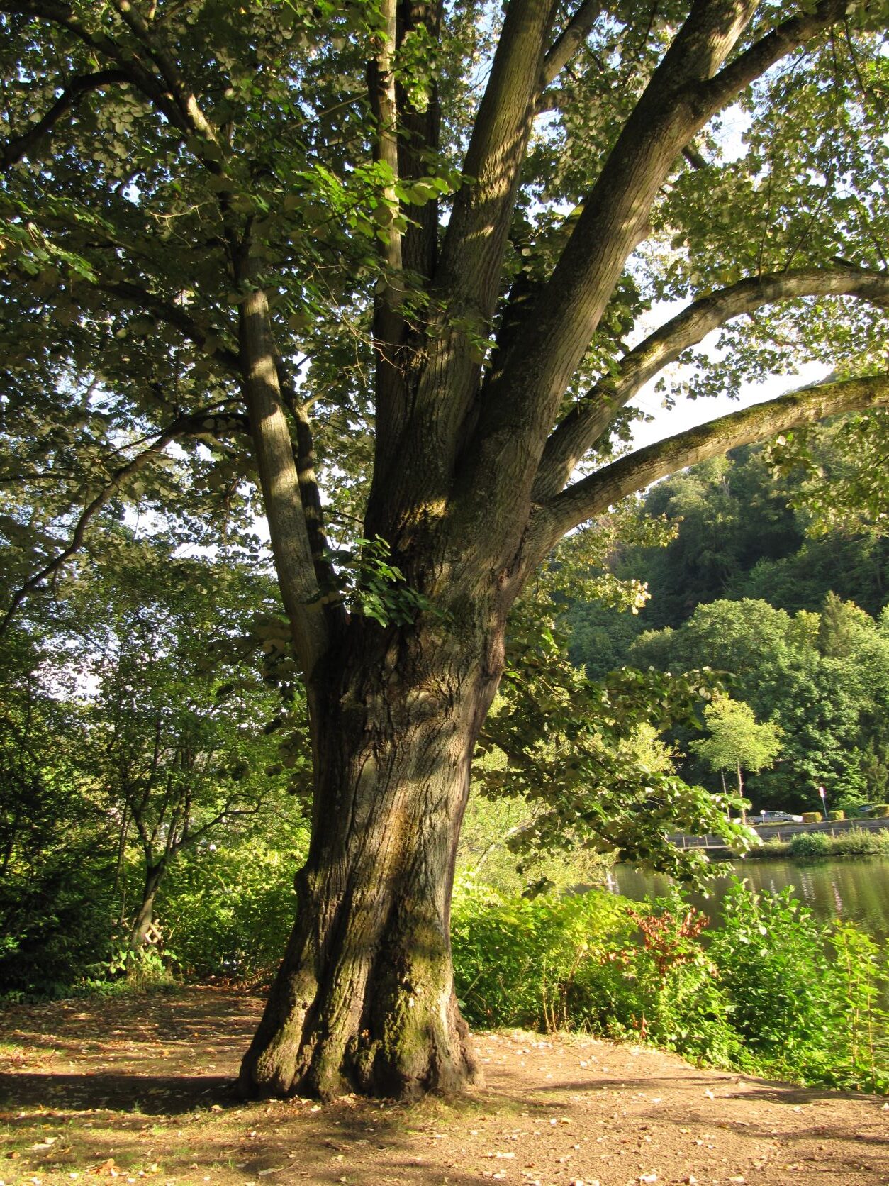 Tilia tomentosa - Bad Ems - Sept. 2022
