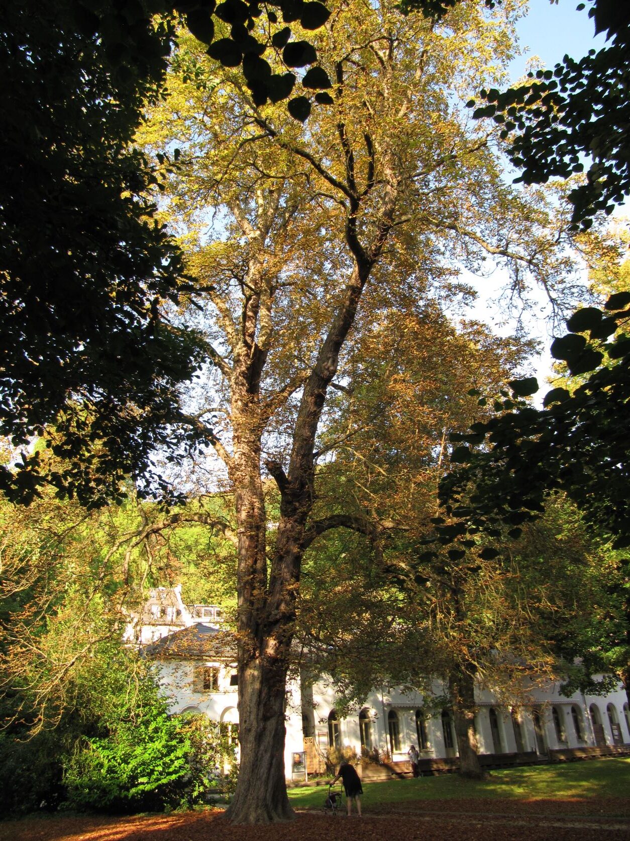 Aesculus hippocastanum