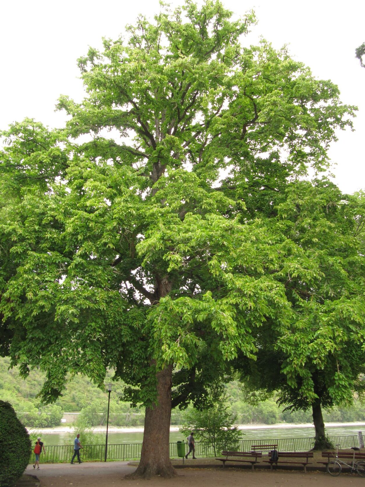 Corylus colurna - Boppard - Juli 2022